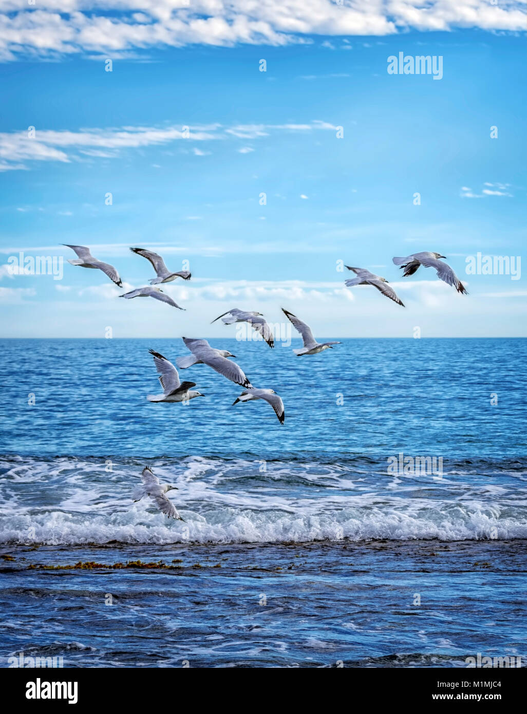 Möwen fliegen über den Ozean, Perth, Western Australia, Australien Stockfoto