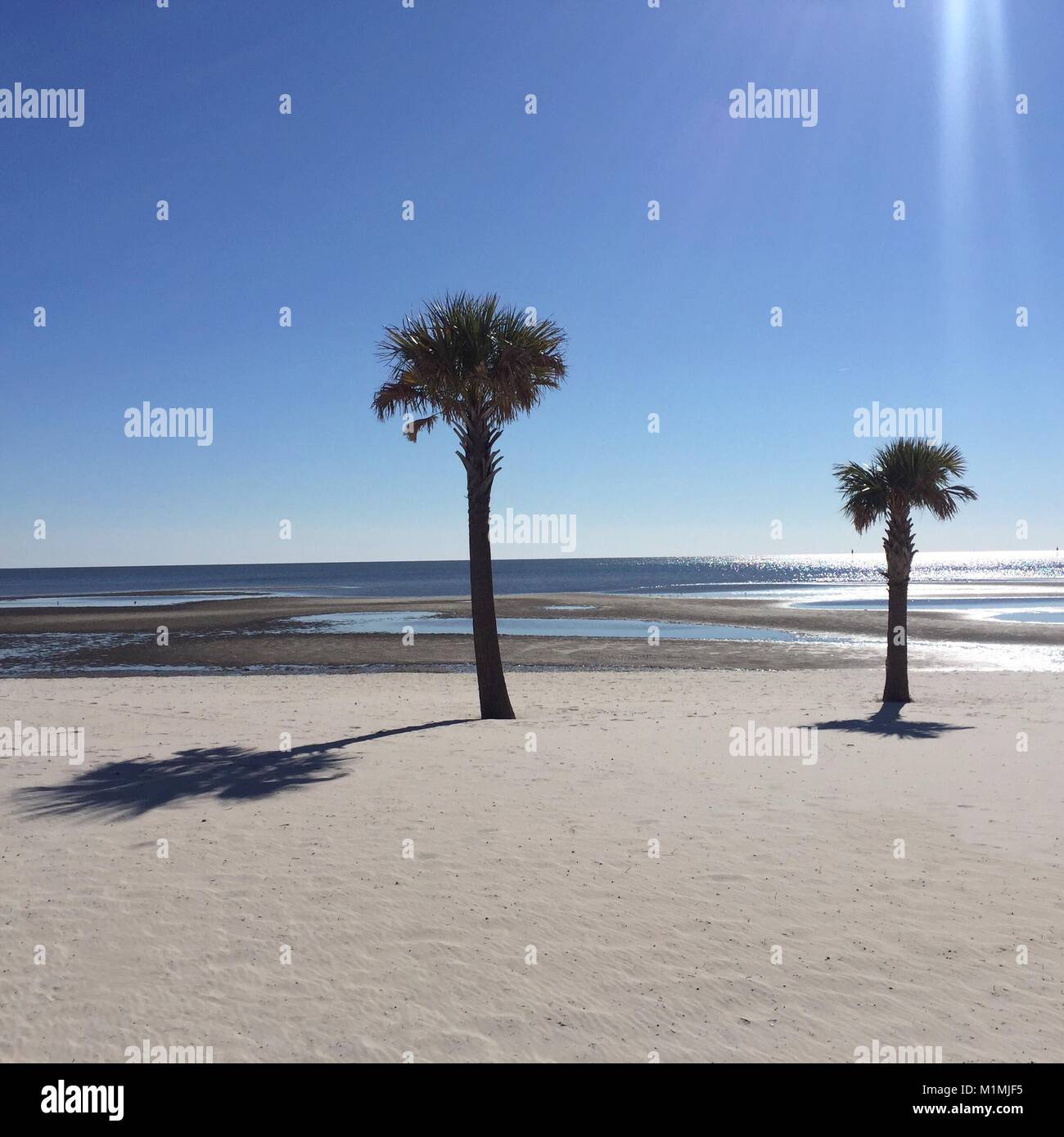 Palmen am Strand, Biloxi, Mississippi, Vereinigte Staaten Stockfoto