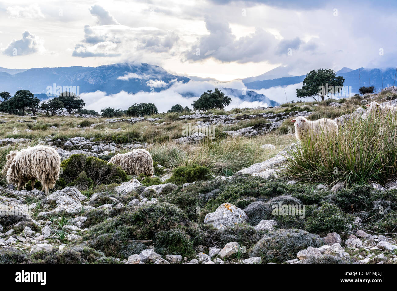 Sierra de Tramuntana auf Mallorca mit Wolken auf dem Berg. Sierra de Tramuntana auf Mallorca mit Wolken auf dem Gipfel. Stockfoto