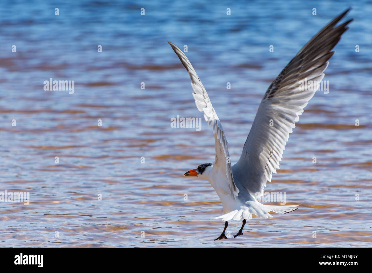 Tern fliegt über den Ozean, Perth, Western Australia, Australien Stockfoto