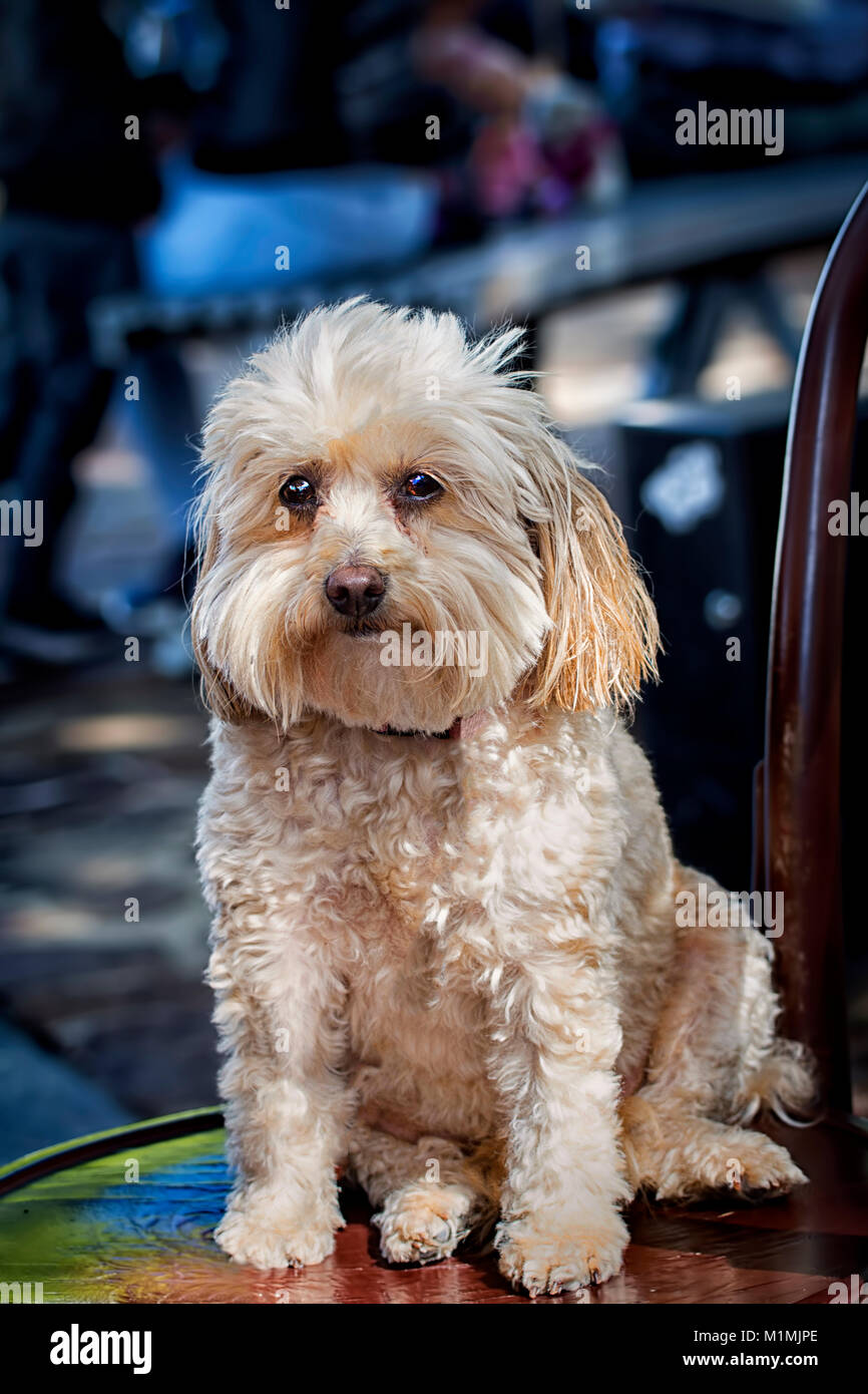 Porträt eines Highland Terrier Hund sitzt auf einem Stuhl Stockfoto
