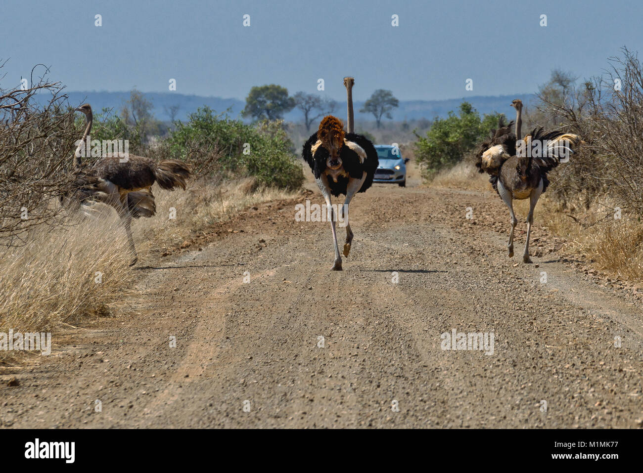 Strauße, die die Straße hinunter laufen, Kruger Nationalpark, Mpumalanga, Südafrika Stockfoto