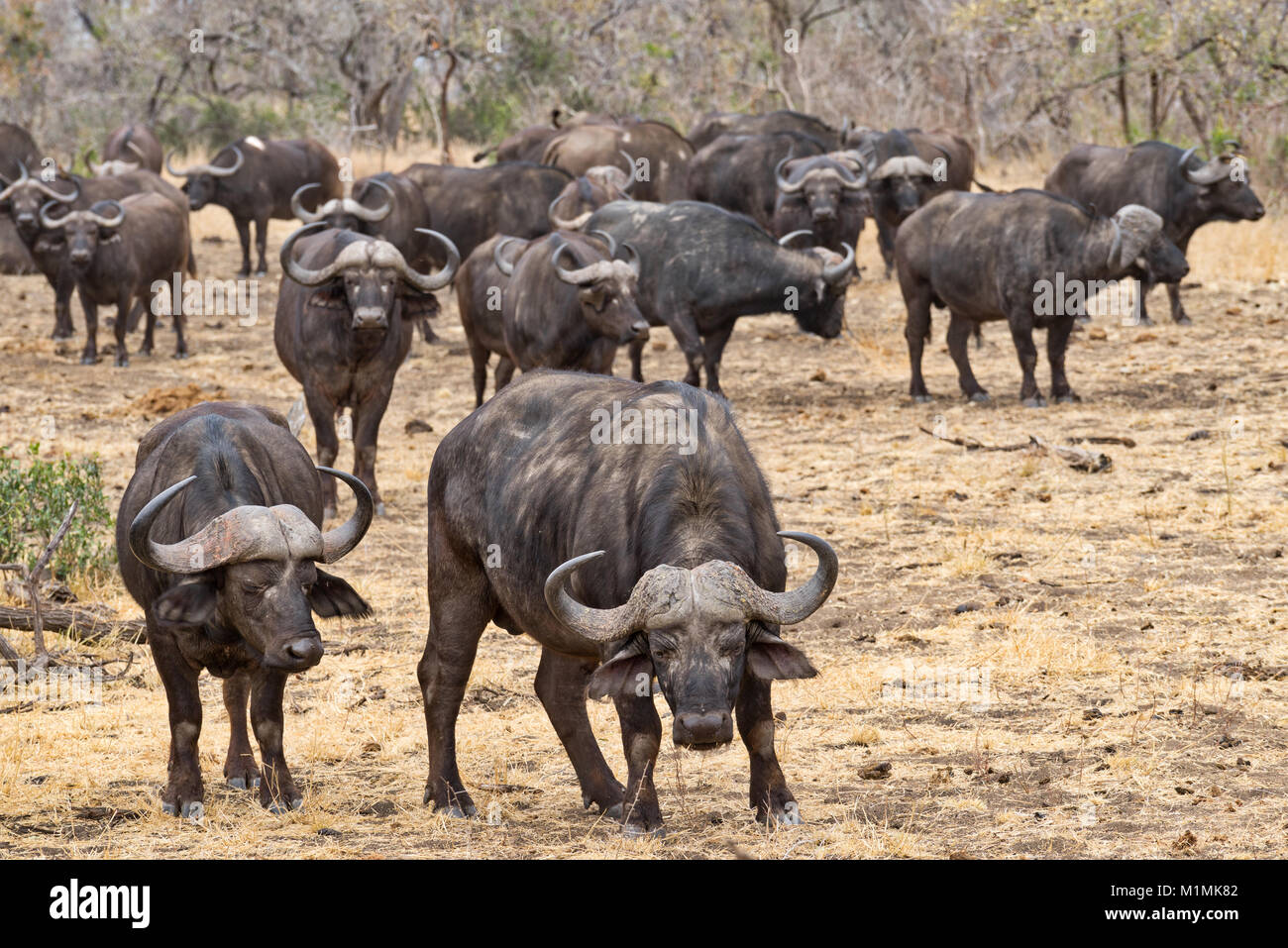 Afrikanische Büffelherde, Mpumalanga, Südafrika Stockfoto