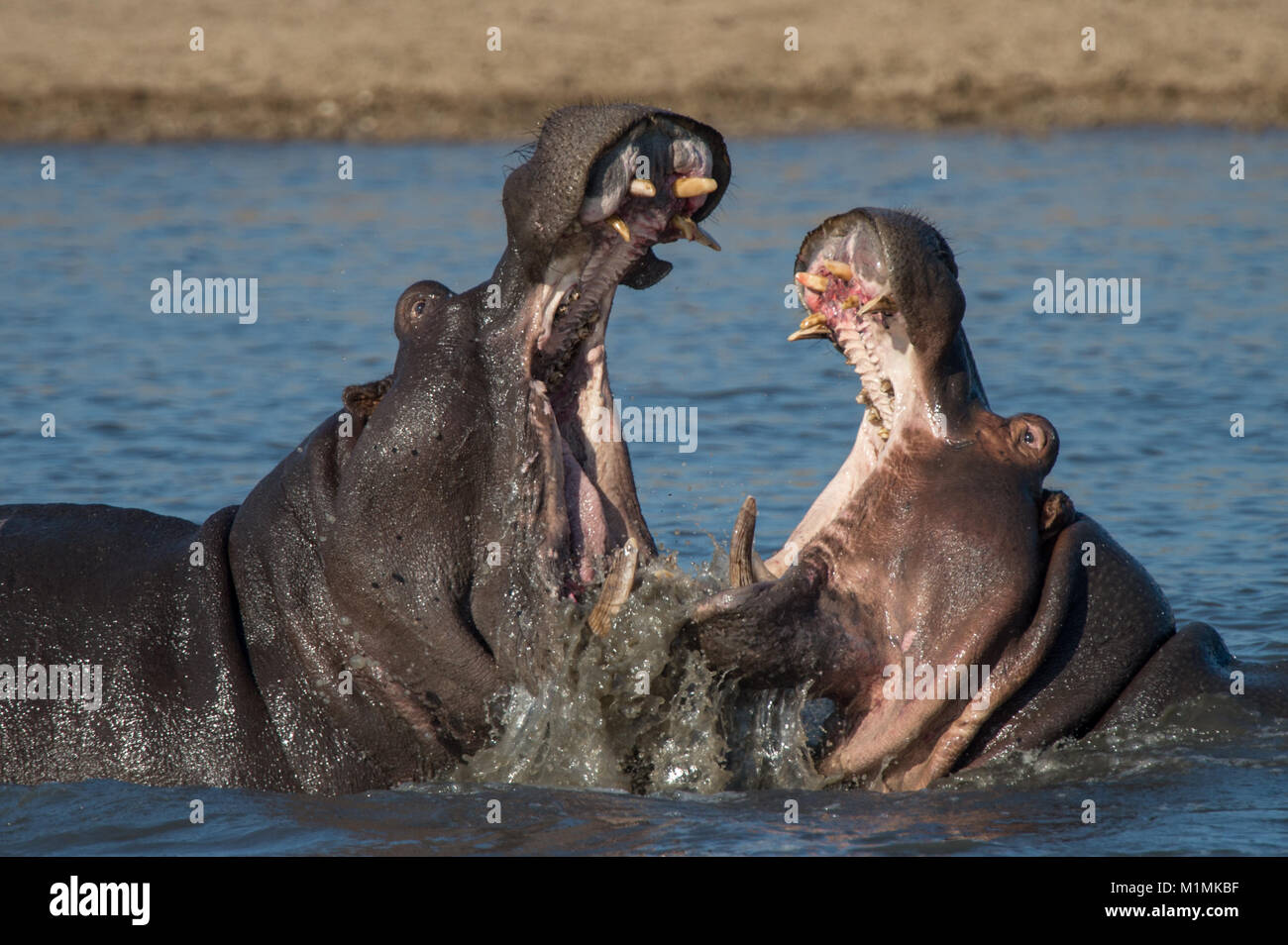 Zwei Flusspferde kämpfen, Kruger National Park, Südafrika Stockfoto