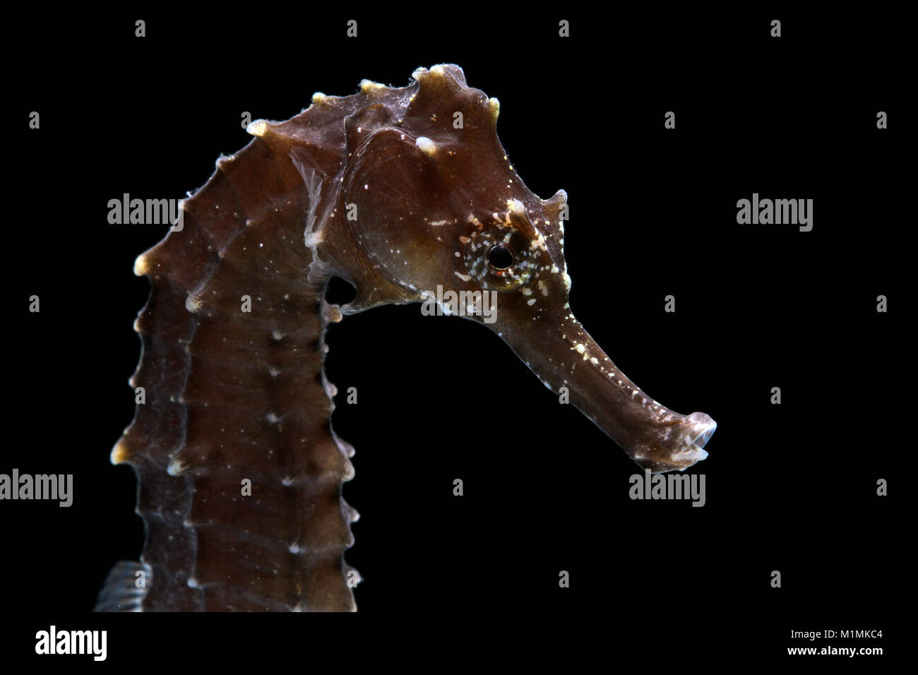 Porträt einer Seahorse Stockfoto