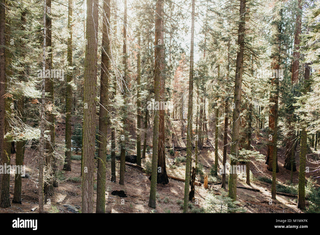 Sequoia Nationalpark, Kalifornien, USA Stockfoto