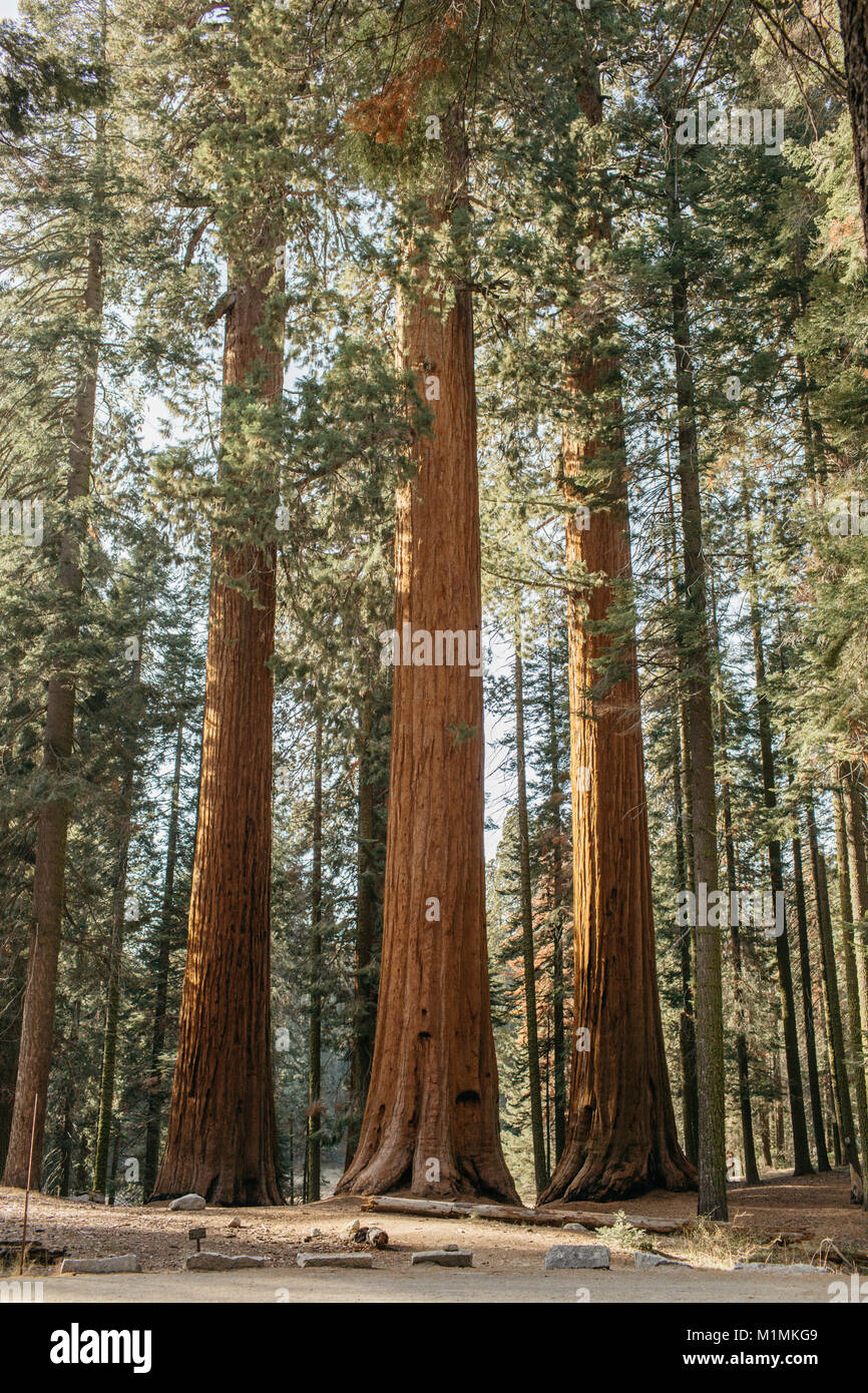 Sequoia Nationalpark, Kalifornien, USA Stockfoto