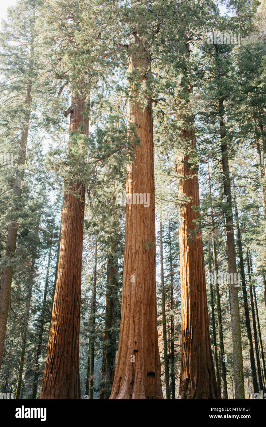 Sequoia Nationalpark, Kalifornien, USA Stockfoto