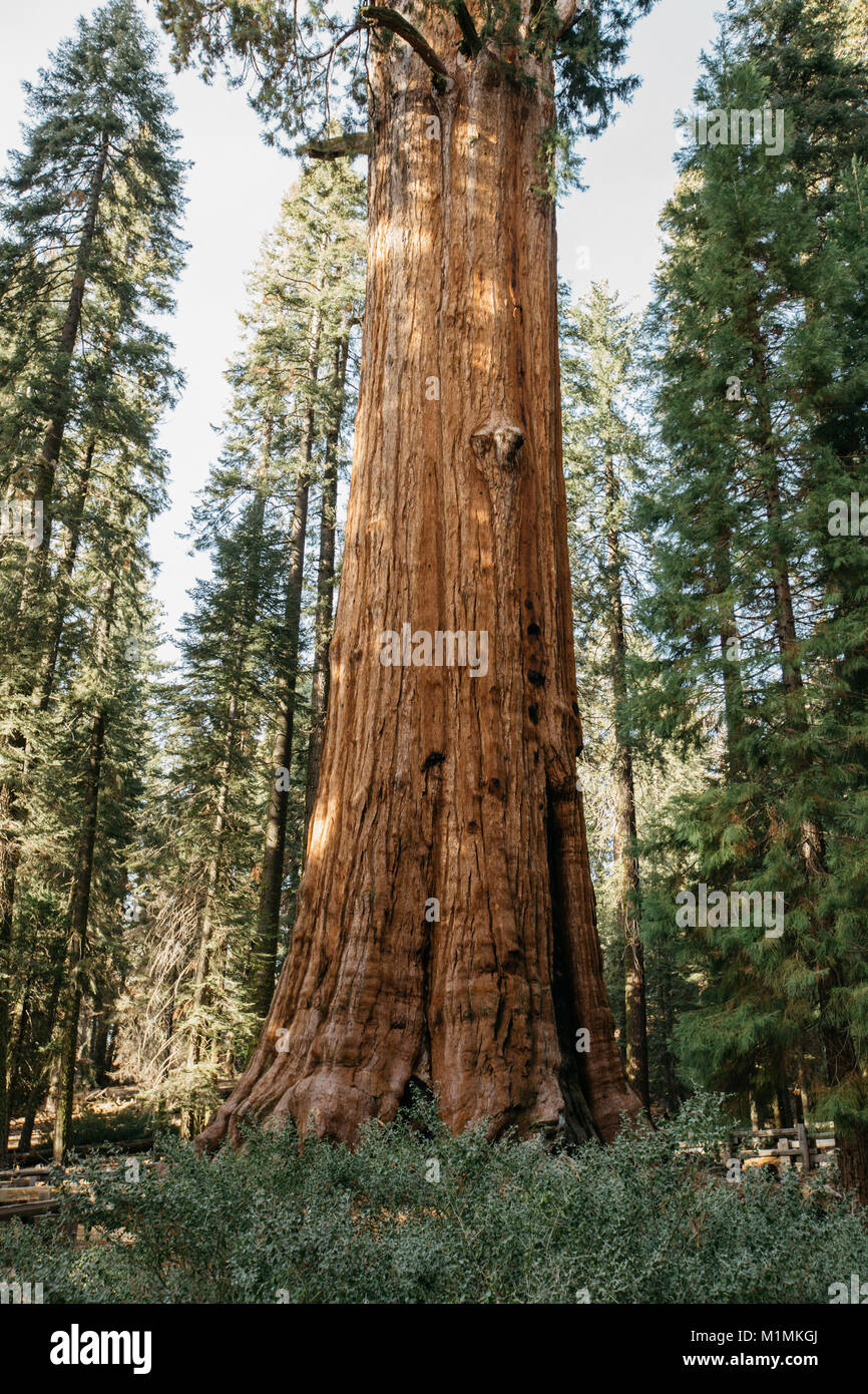 Sequoia Nationalpark, Kalifornien, USA Stockfoto