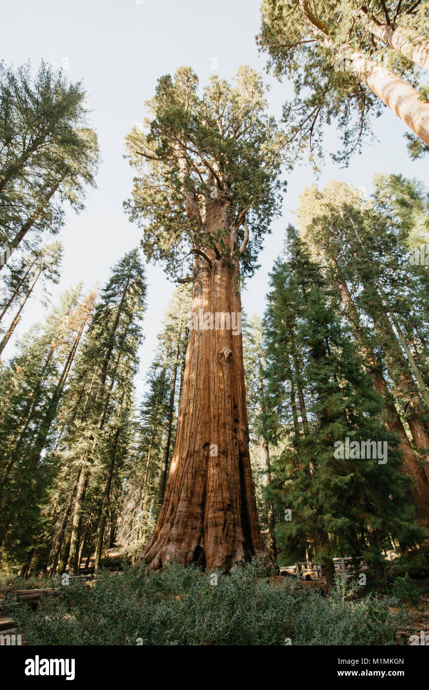 Sequoia Nationalpark, Kalifornien, USA Stockfoto