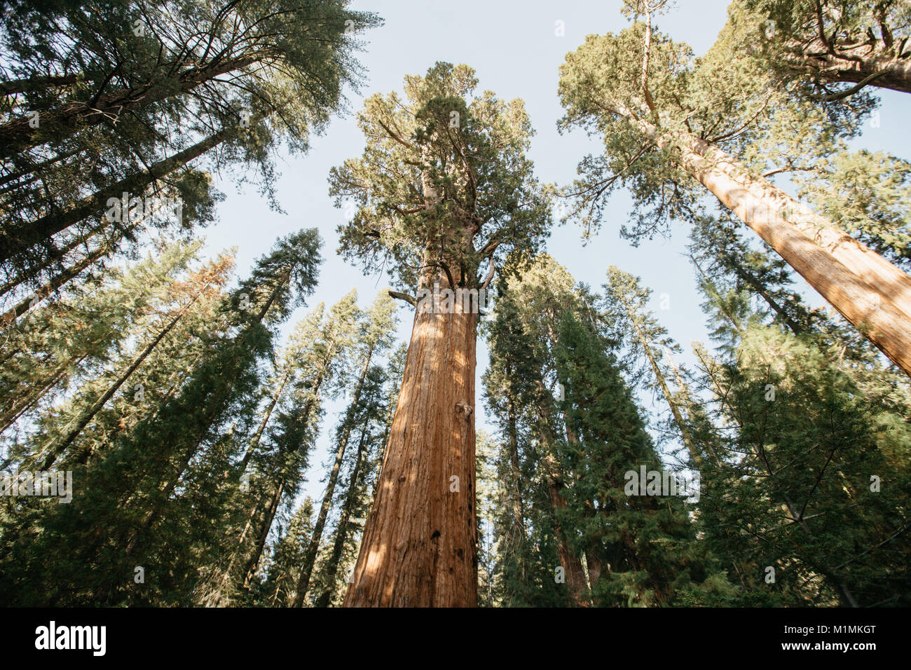 Sequoia Nationalpark, Kalifornien, USA Stockfoto