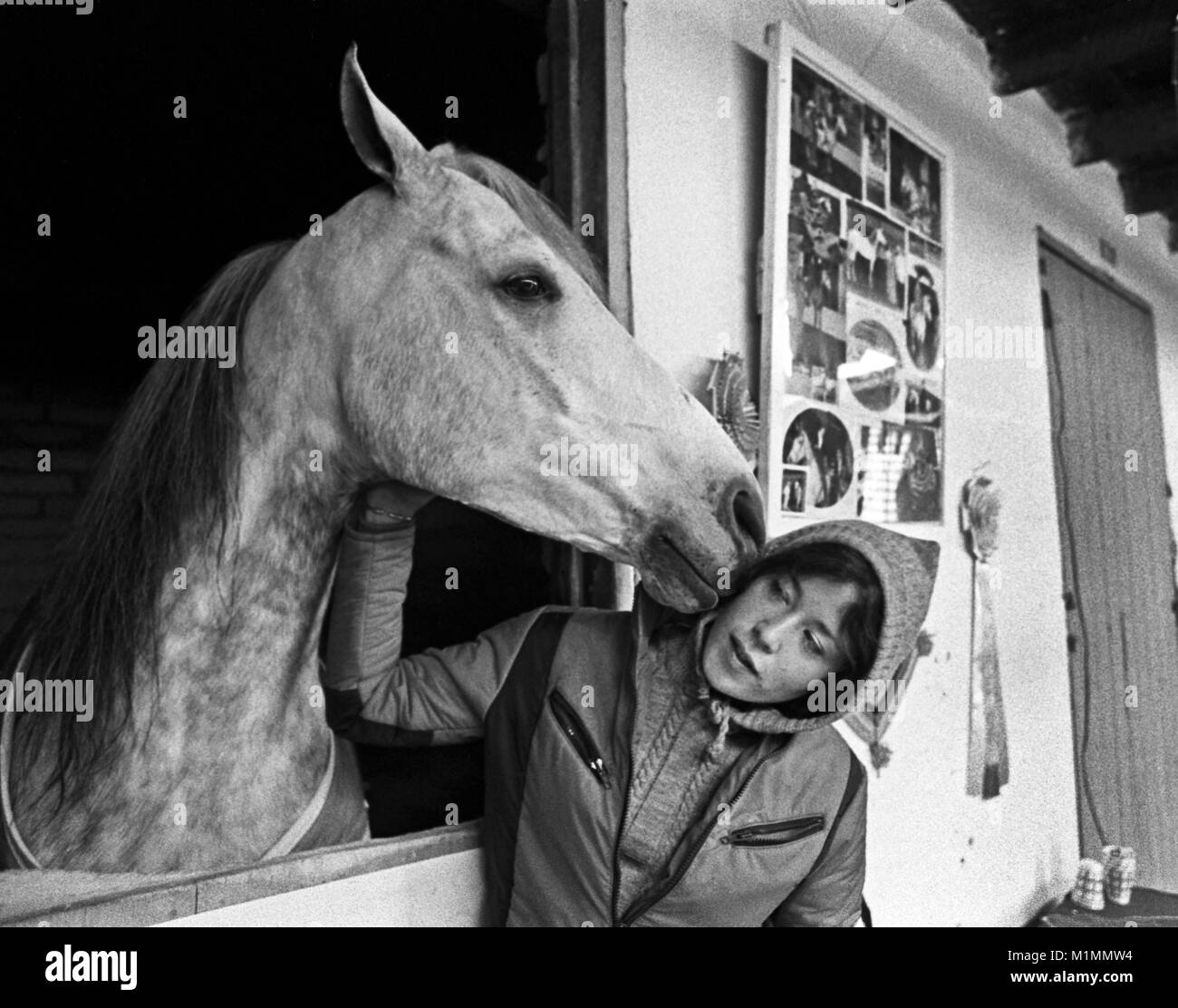 Ein Champion arabische Pferd in einem Stall nuzzles seine Handler auf der Wange Stockfoto