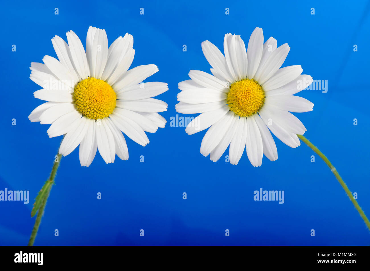 Bluete blau Fotos und Bildmaterial in hoher Auflösung Alamy