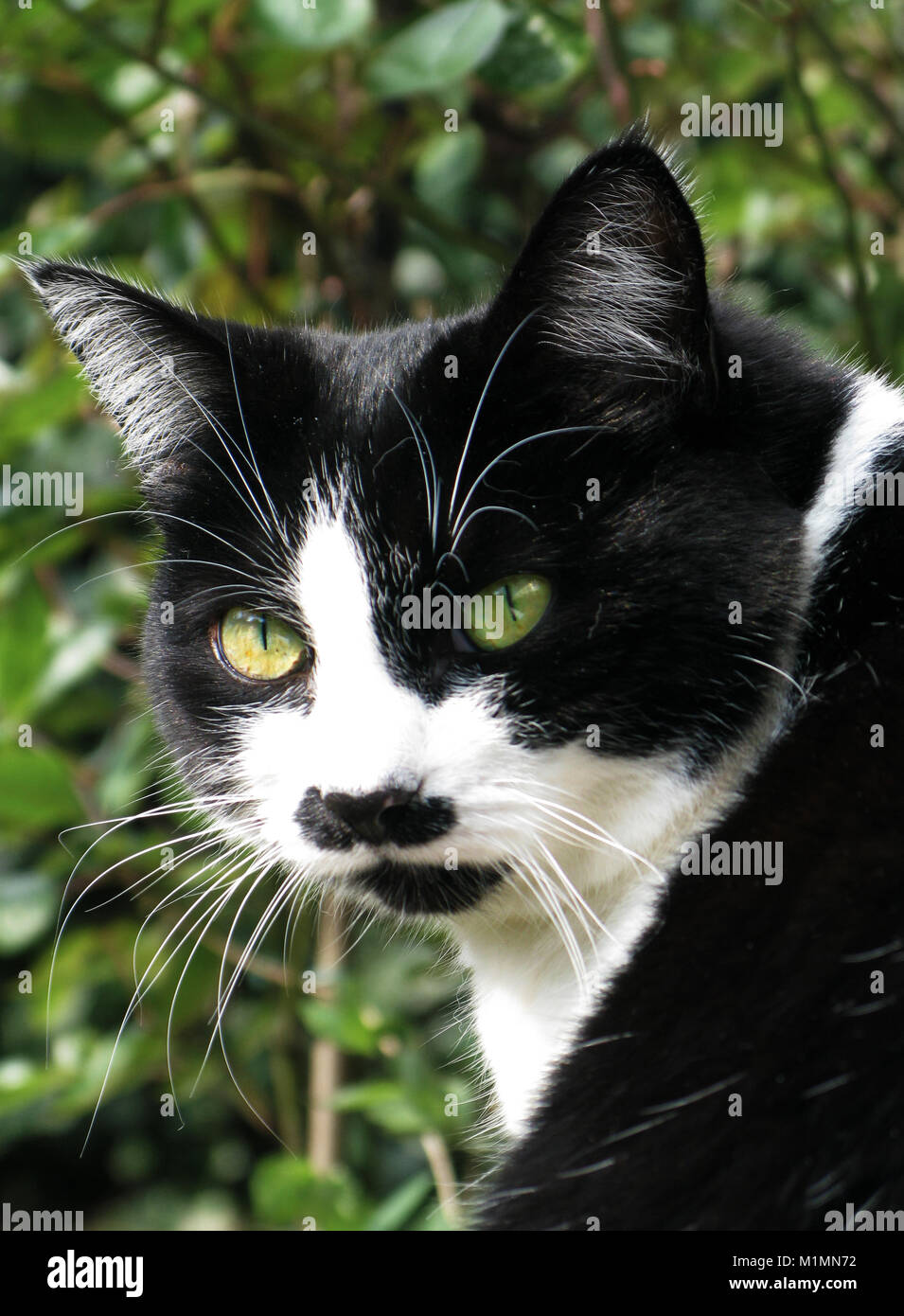 Familie schwarz-weisse Katze Stockfoto