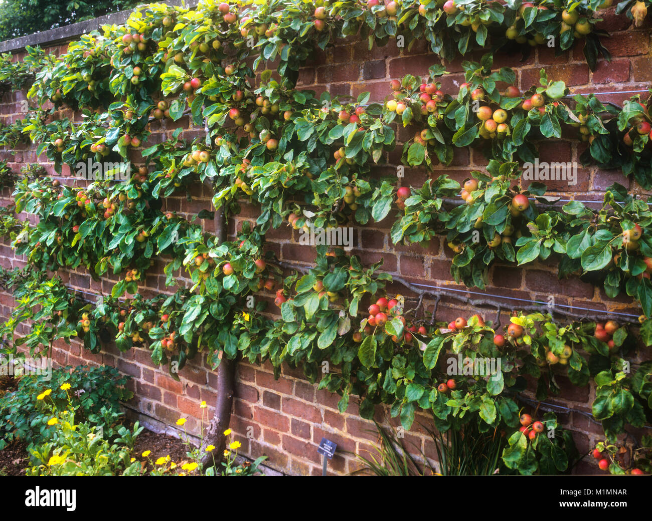 Spalier espaliered apple tree Lager reichlich Obst in der Küche Garten gegen einen rustikalen Red brick wall am späten Nachmittag Sonne unterstützt. Stockfoto