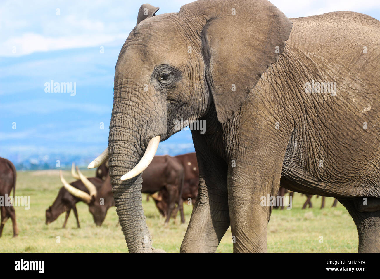 Ein Afrikanischer Elefant (Loxodonta africanus) Schürfwunden neben domestizierte Rinder auf der Kenianischen Savanne. Stockfoto