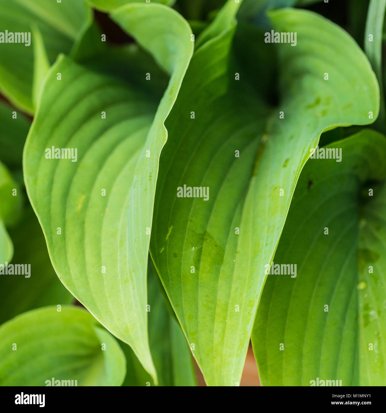 Eine Makroaufnahme eines grünen hosta Summe und Substanz Blatt. Stockfoto