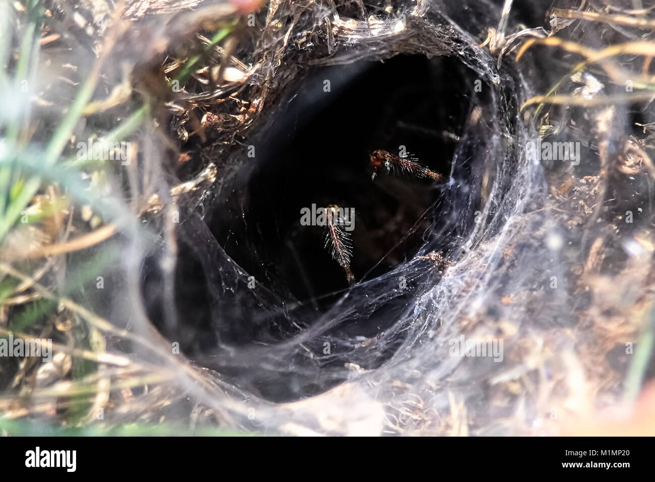Detailansicht der haarigen Beine von einem Tunnel Spider. Stockfoto