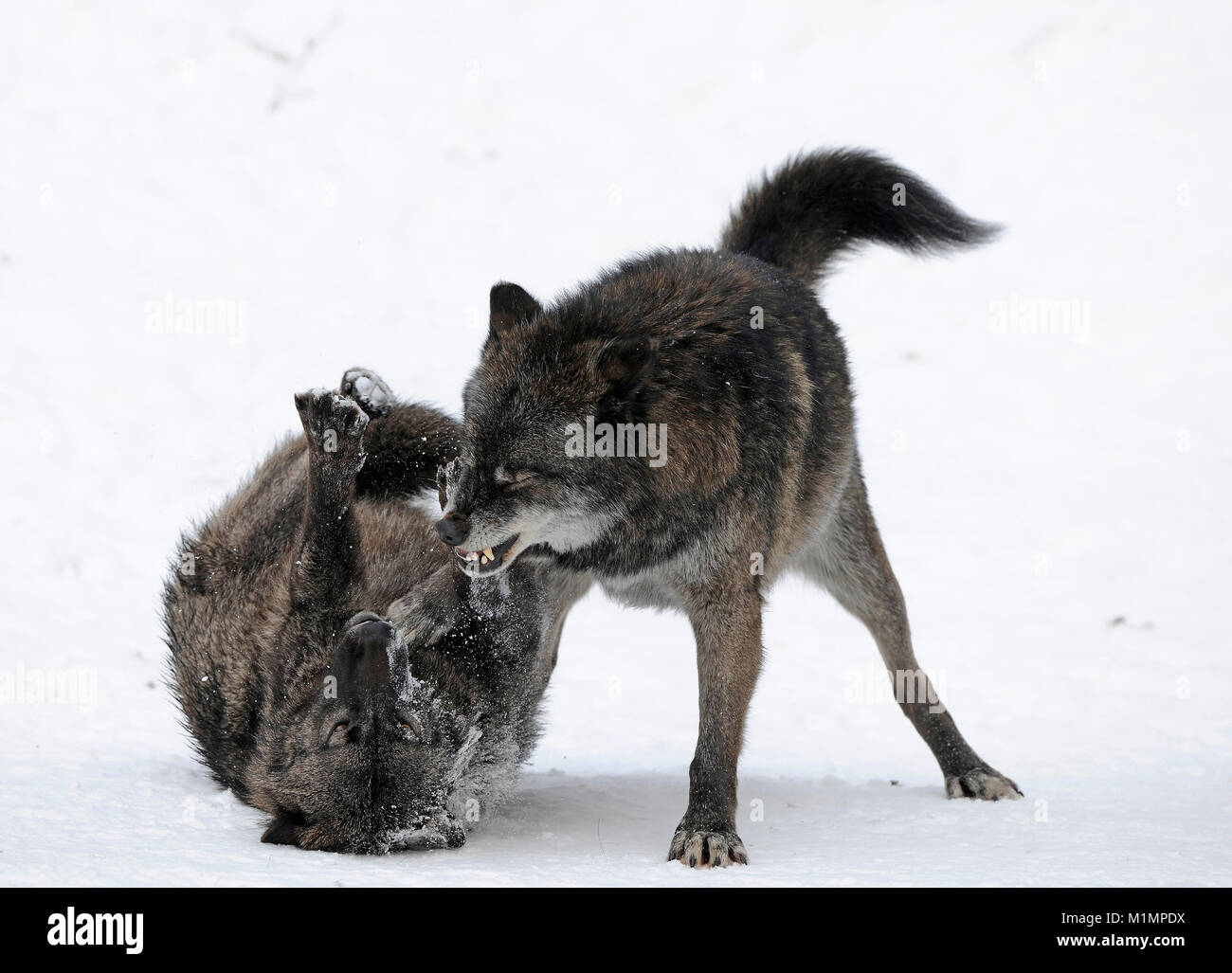 Wolf Timber Wolf Canis lupus, Timberwolf Wolf Canis lupus Stockfoto