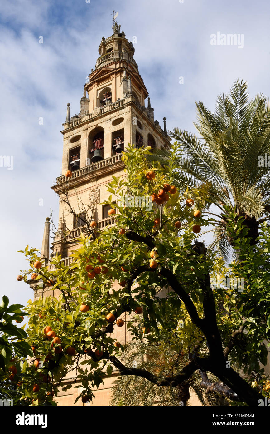 Cordoba - Mesquita, Kathedrale, eine mittelalterliche islamische Moschee in einem römisch-katholischen Christen, Andalusien (Orange-und Palmen im Innenhof des Orangen umgewandelt) Spanien, Spanisch Stockfoto
