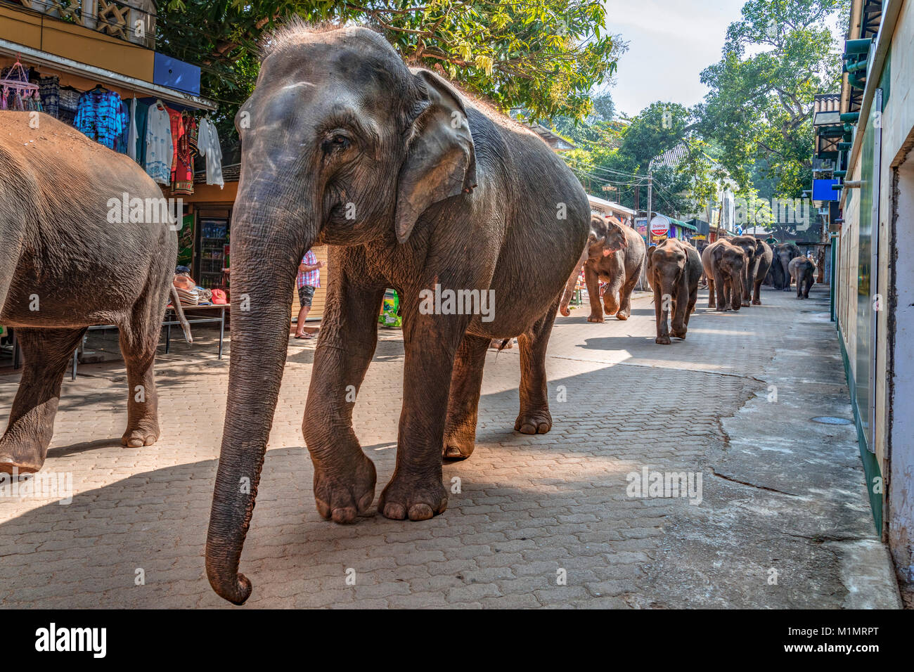 Pinnawala Elefanten Waisenhaus, Kärnten Provinz, Sri Lanka, Asien Stockfoto