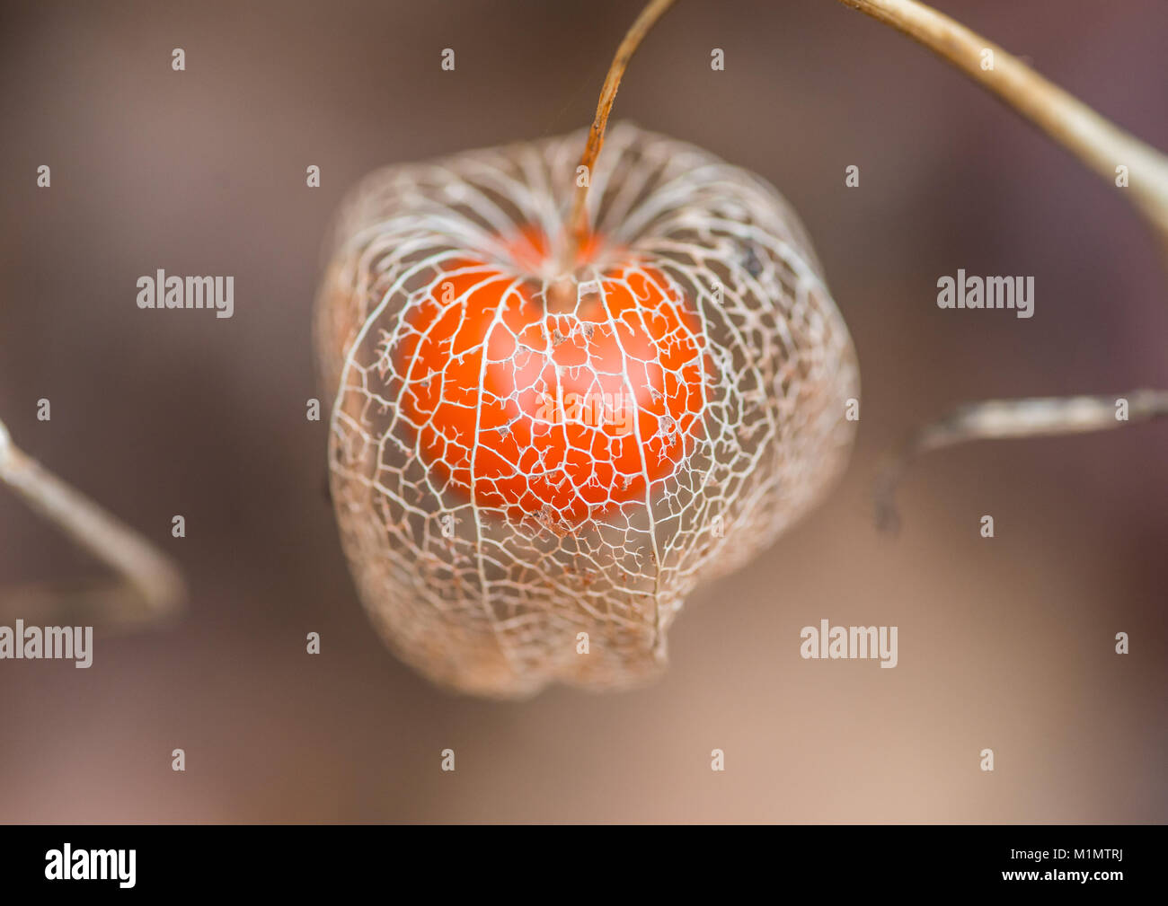 Eine Makroaufnahme der Skelettmuskulatur shell einer chinesischen Laterne Blume Samenkapsel. Stockfoto