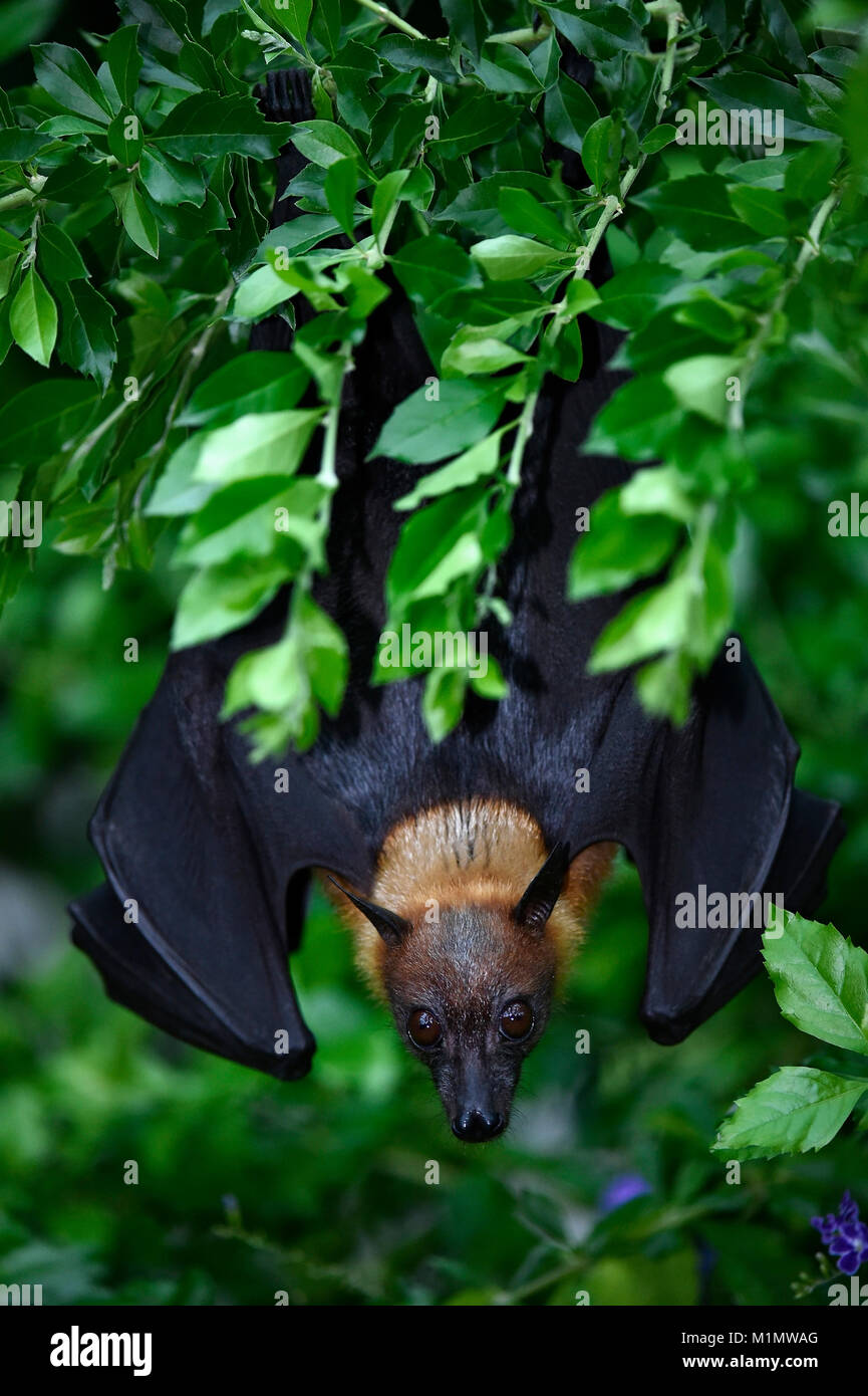 Kalong, pteropus vampyrus, kalong Flug so großen Hund, Flying Fox, als das grössere Flying Fox bekannt, Malaiische Flying Fox, malaysische Flying Fox, große fr Stockfoto