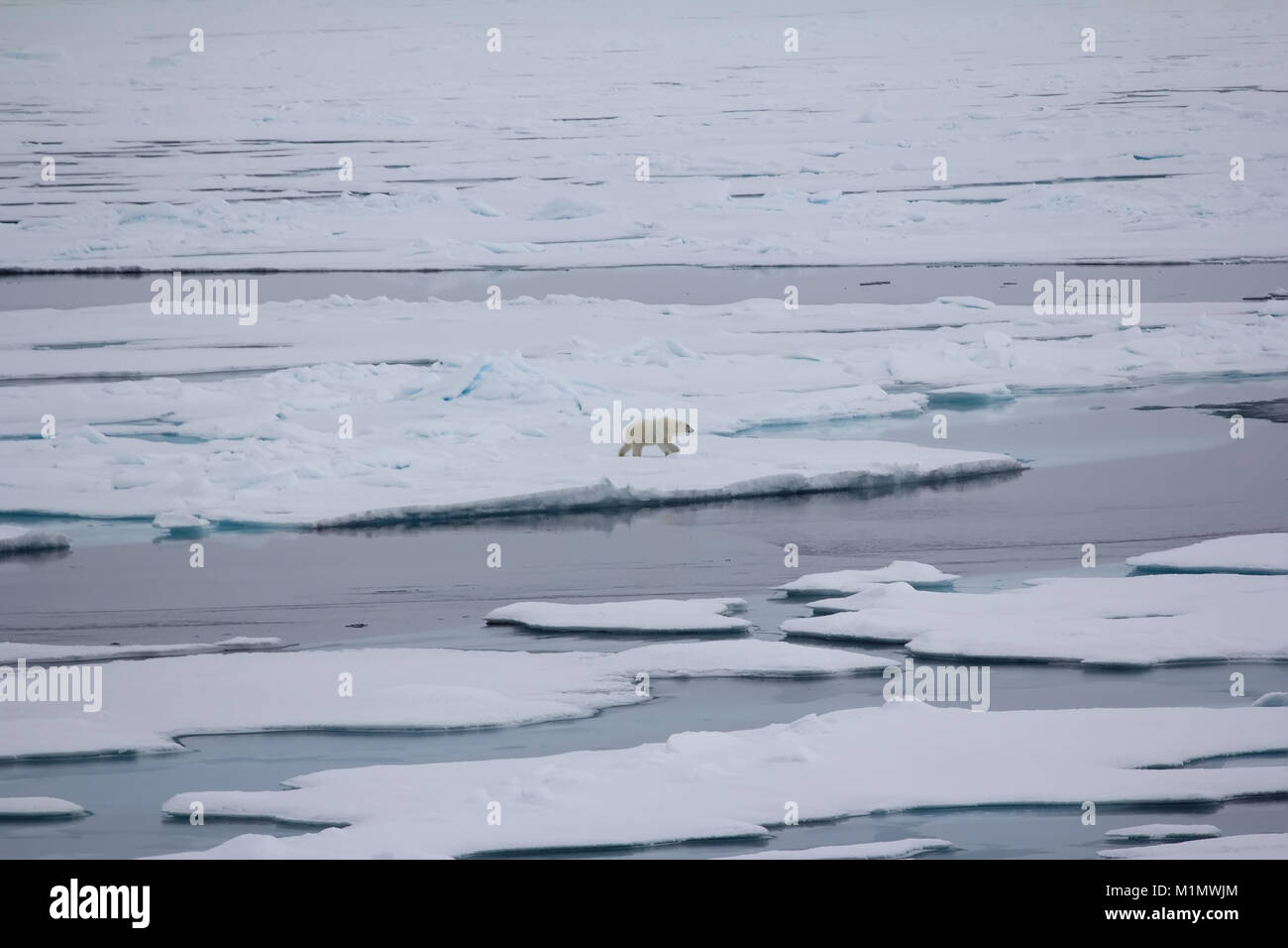 Eisbär in der Nähe von North Pole. Bär geht in weiten der arktischen Ozean Stockfoto