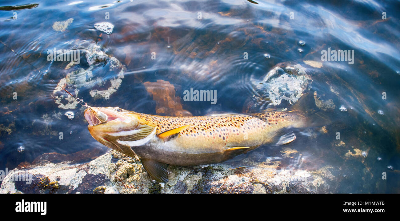 Spinnen Kder Angeln) Angeln (Forellen in Seen Skandinaviens. Bachforelle  (steelhead Regenbogenforelle, Saibling, Stier - Forelle, Halsabschneider,  Lax, Salmo trutta tr Stockfotografie - Alamy