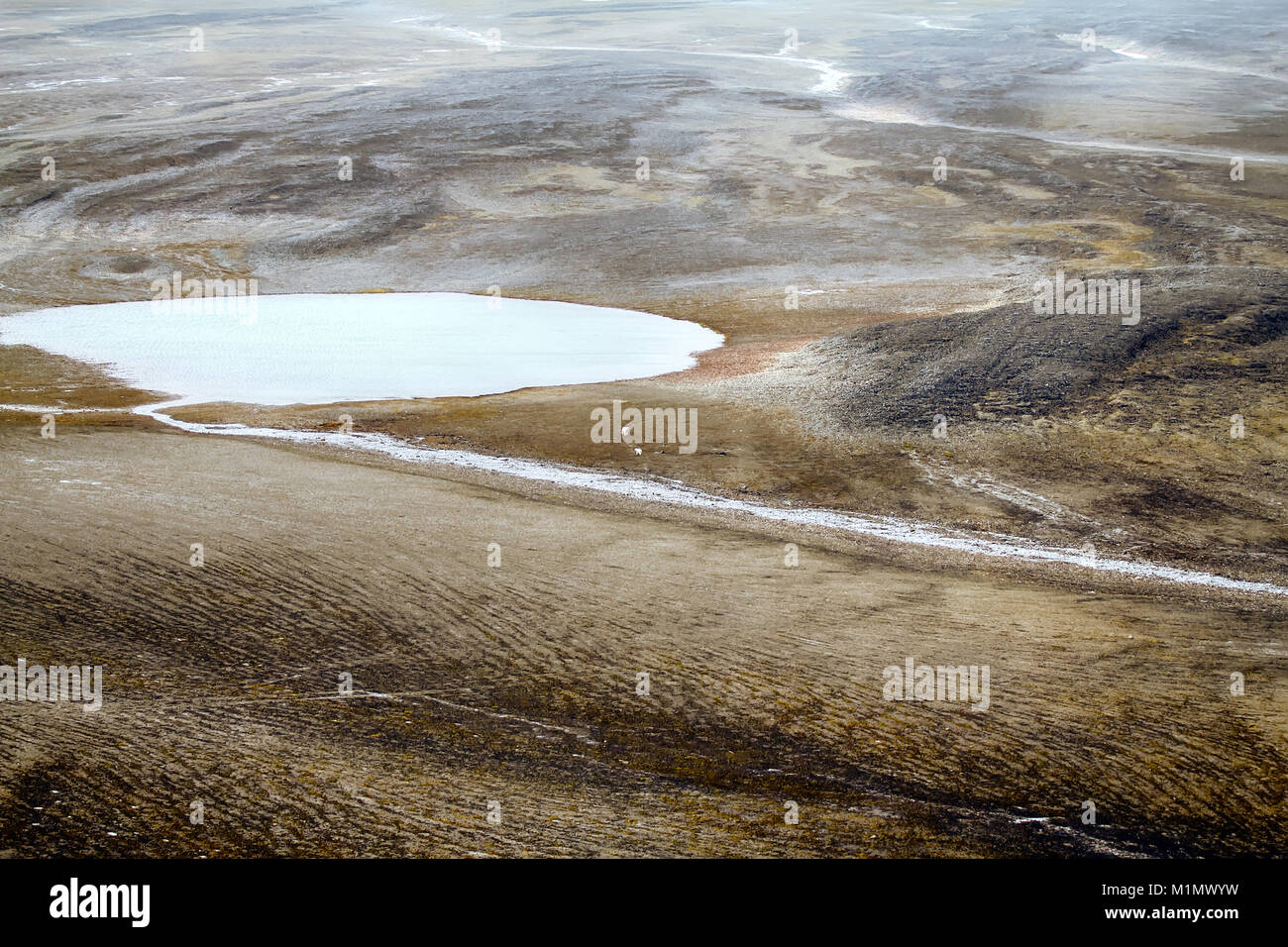 Arktis (kalt) Wüste. Vegetation versteckt sich nur auf Gebiete vor Wind  geschützt, wenn überschüssige Feuchtigkeit. Eisbären haben See Karst.  Nowaja Semlja Archipel Stockfotografie - Alamy