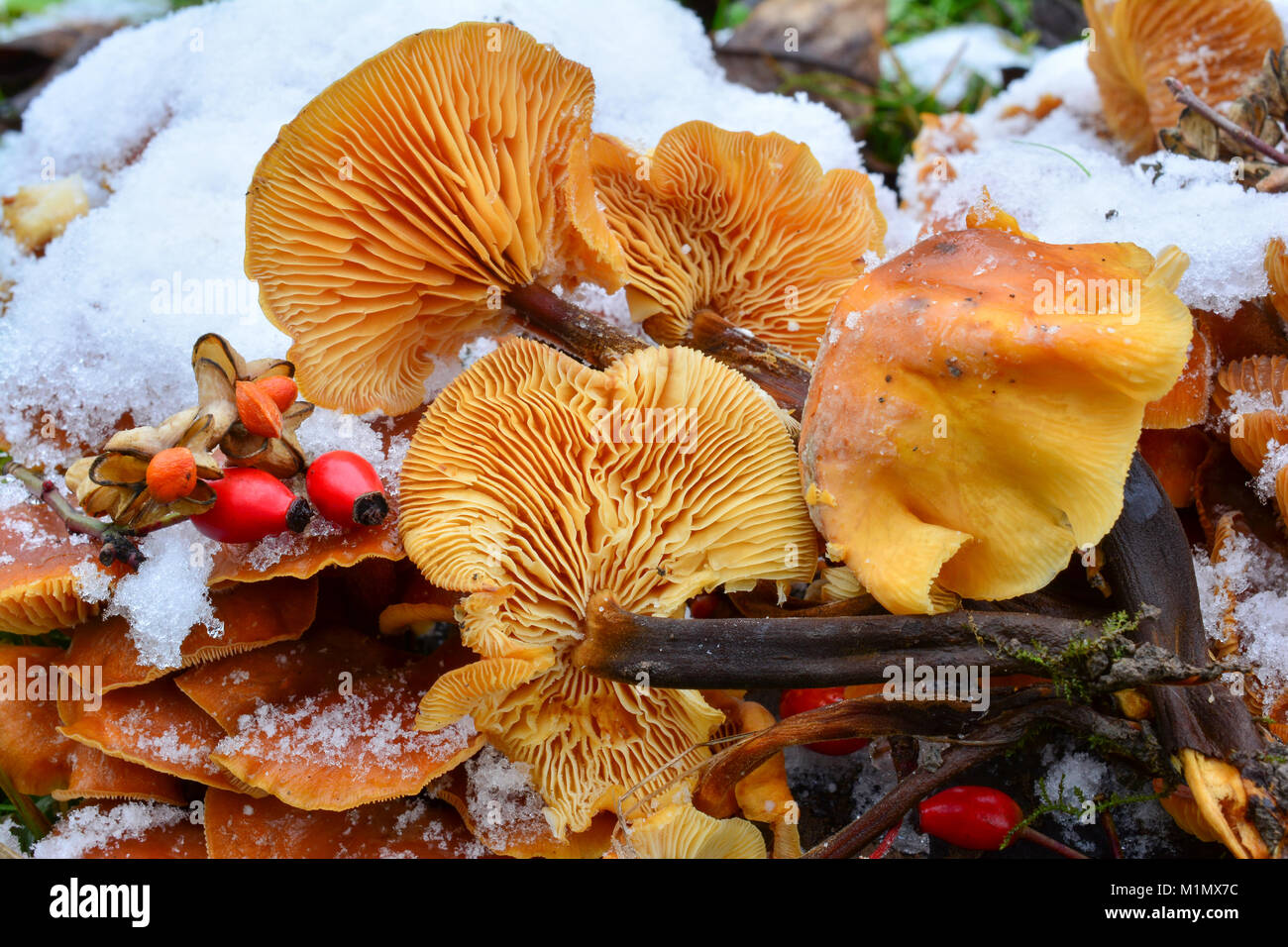 Cluster von Flammulina velutipes oder Samt Schaft Pilze im Schnee, mit einigen roten Samen, essbare Art der Pilze im Winter Zeit wächst, Clo eingerichtet Stockfoto