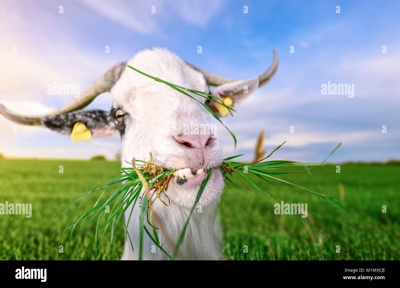 Komisch aussehende weiße Ziegenbock mit ausgelassenem Zähne, in die Kamera schaut, mit Gras im Maul, in ein grünes Feld, an einem sonnigen Tag im Sommer. Stockfoto
