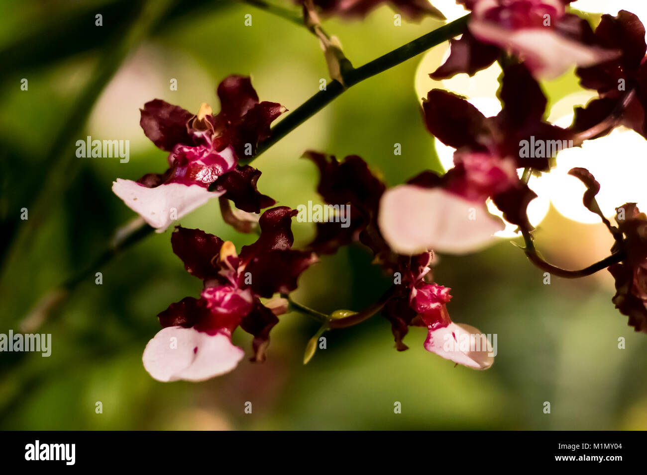 Lila Orchidee auf ein Bokeh Hintergrund Stockfoto