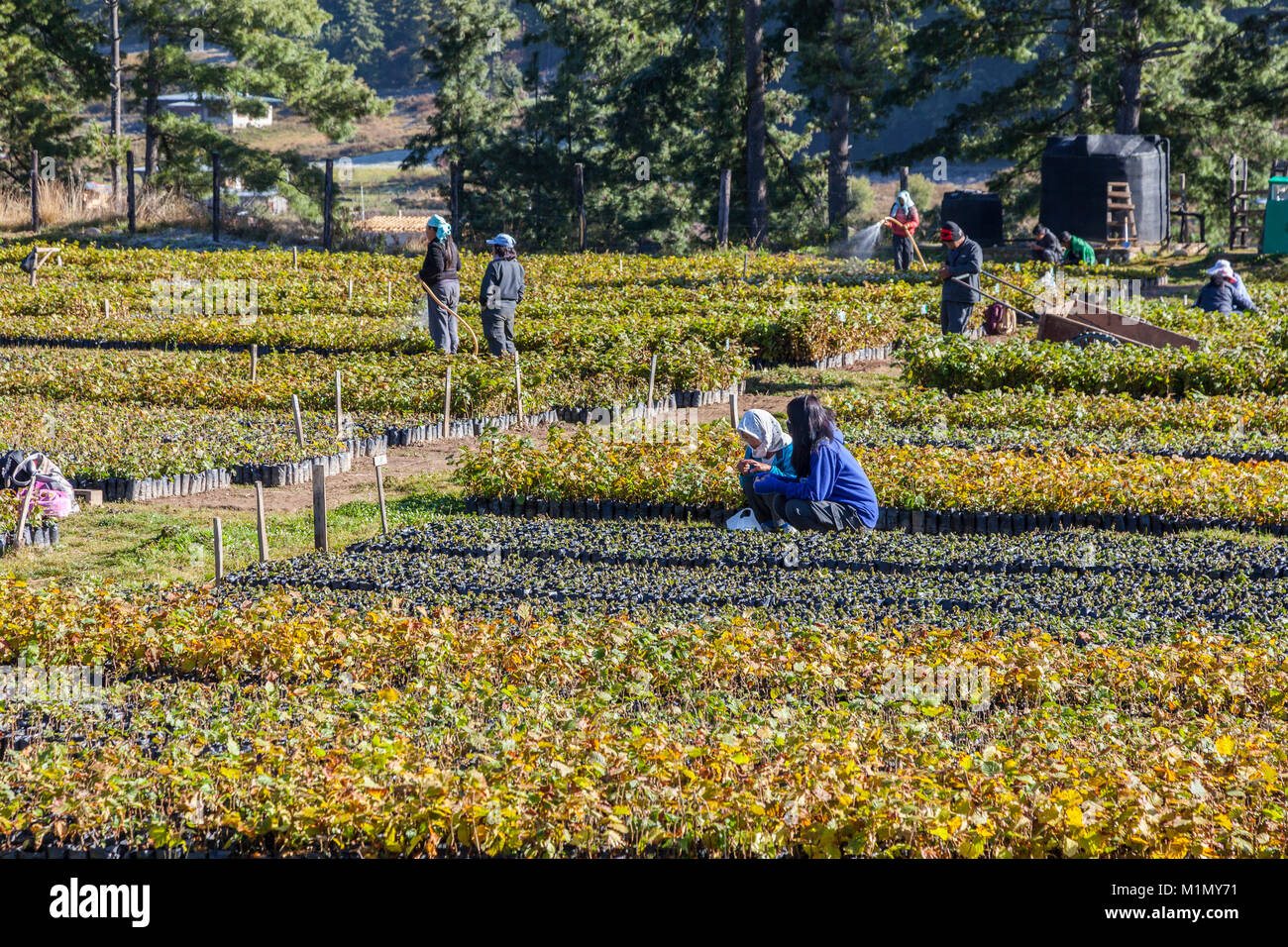 Jakar, Bumthang, Bhutan. Haselnuss Baumschule in der Nähe von jakar. Stockfoto