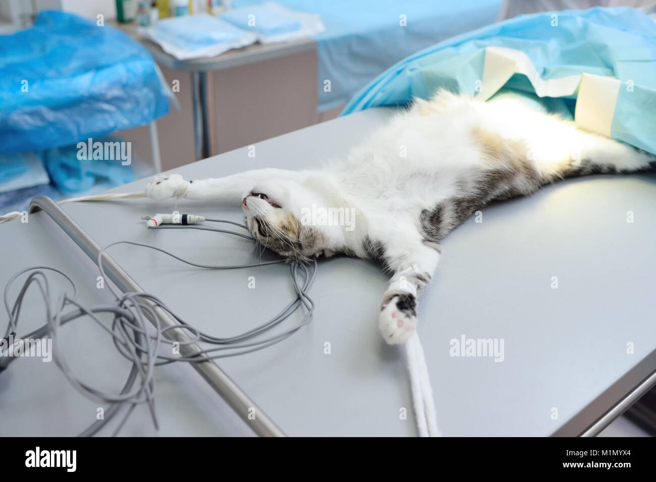 Katze auf dem OP-Tisch Stockfoto