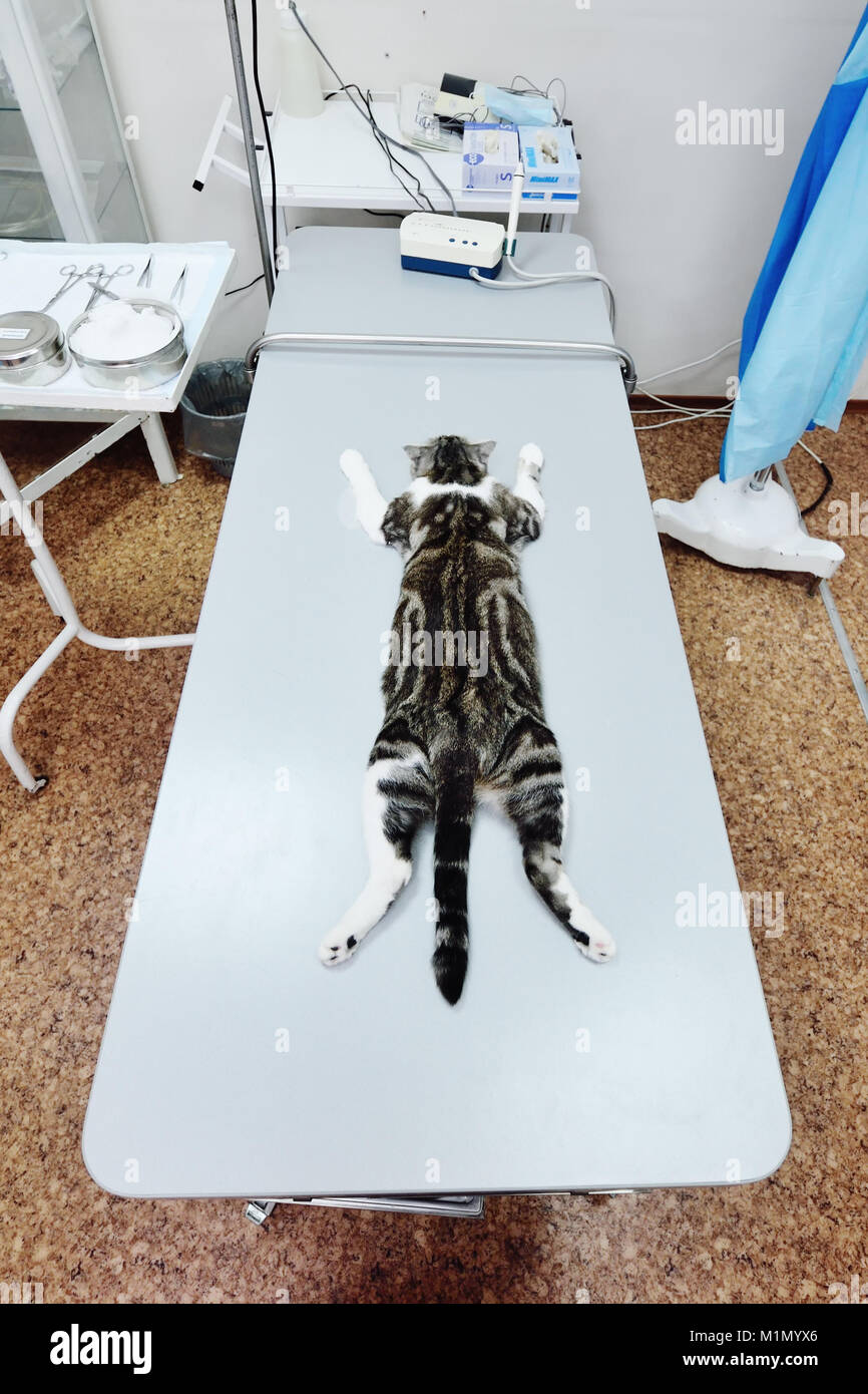 Katze auf dem OP-Tisch Stockfoto