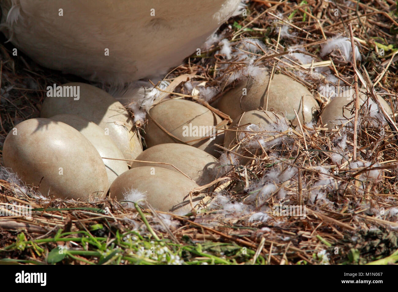 Höckerschwan (Cygnus olor) Eier, Berwickshire, Schottland, Großbritannien. Stockfoto