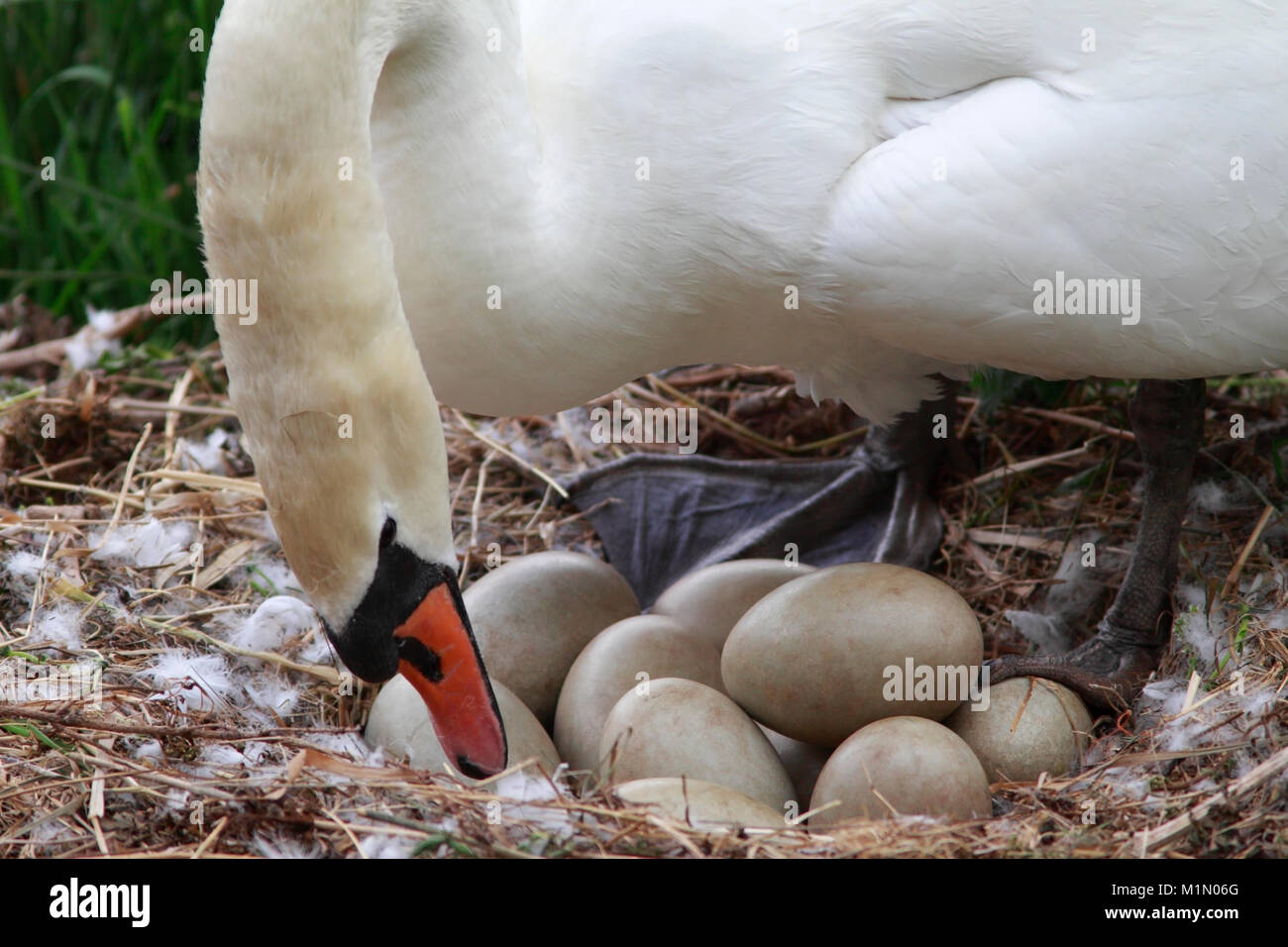 Höckerschwäne (Cygnus olor) Nesting, Pen (weiblich) Drehen der Eier, Berwickshire, Schottland, Großbritannien. Stockfoto