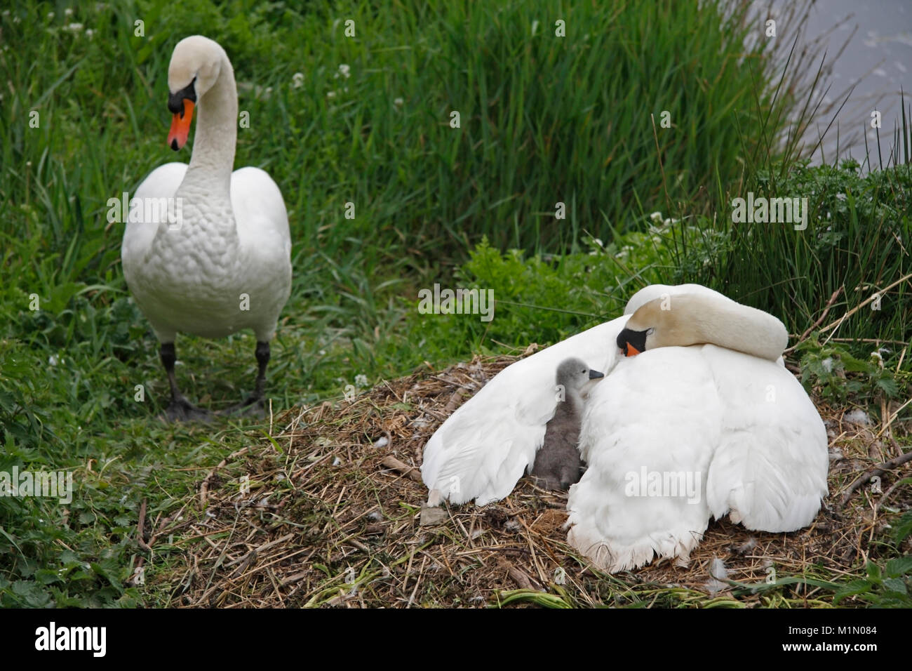 Höckerschwäne (Cygnus olor) Nesting, pen, brütende Cygnets, cob nähern, Berwickshire, Schottland, Großbritannien. Stockfoto