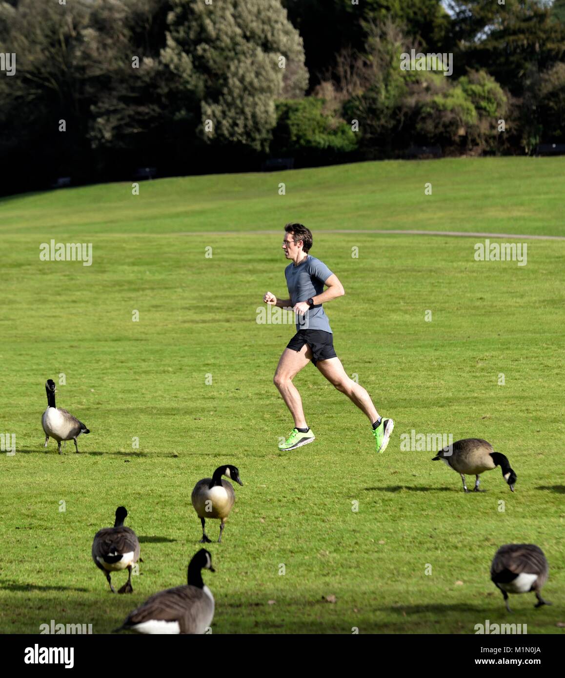 Mann laufen Joggen durch den Park Wollaton Park Nottingham England Großbritannien Stockfoto