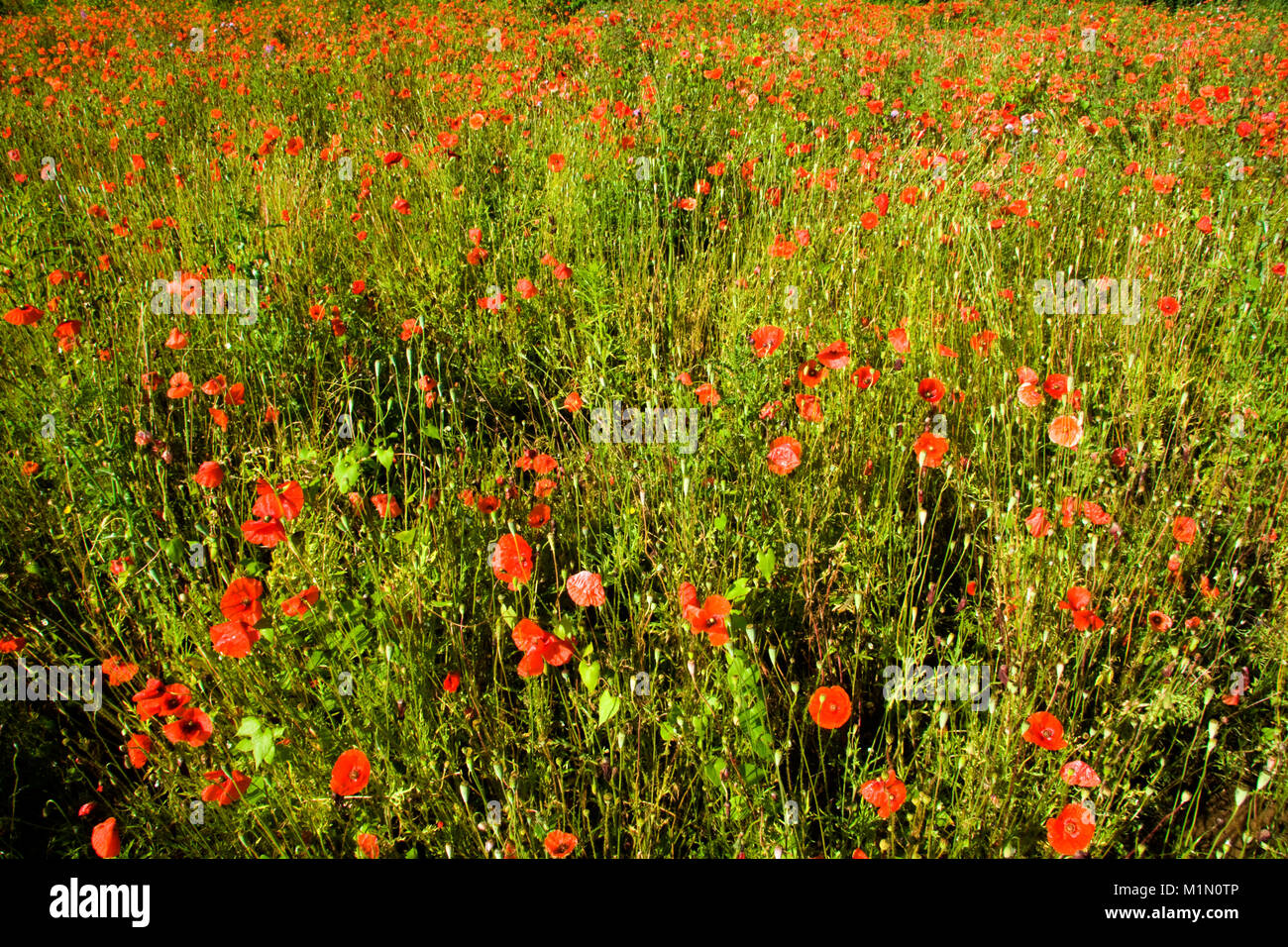 Mohn in Wilde Blumenwiese Stockfoto