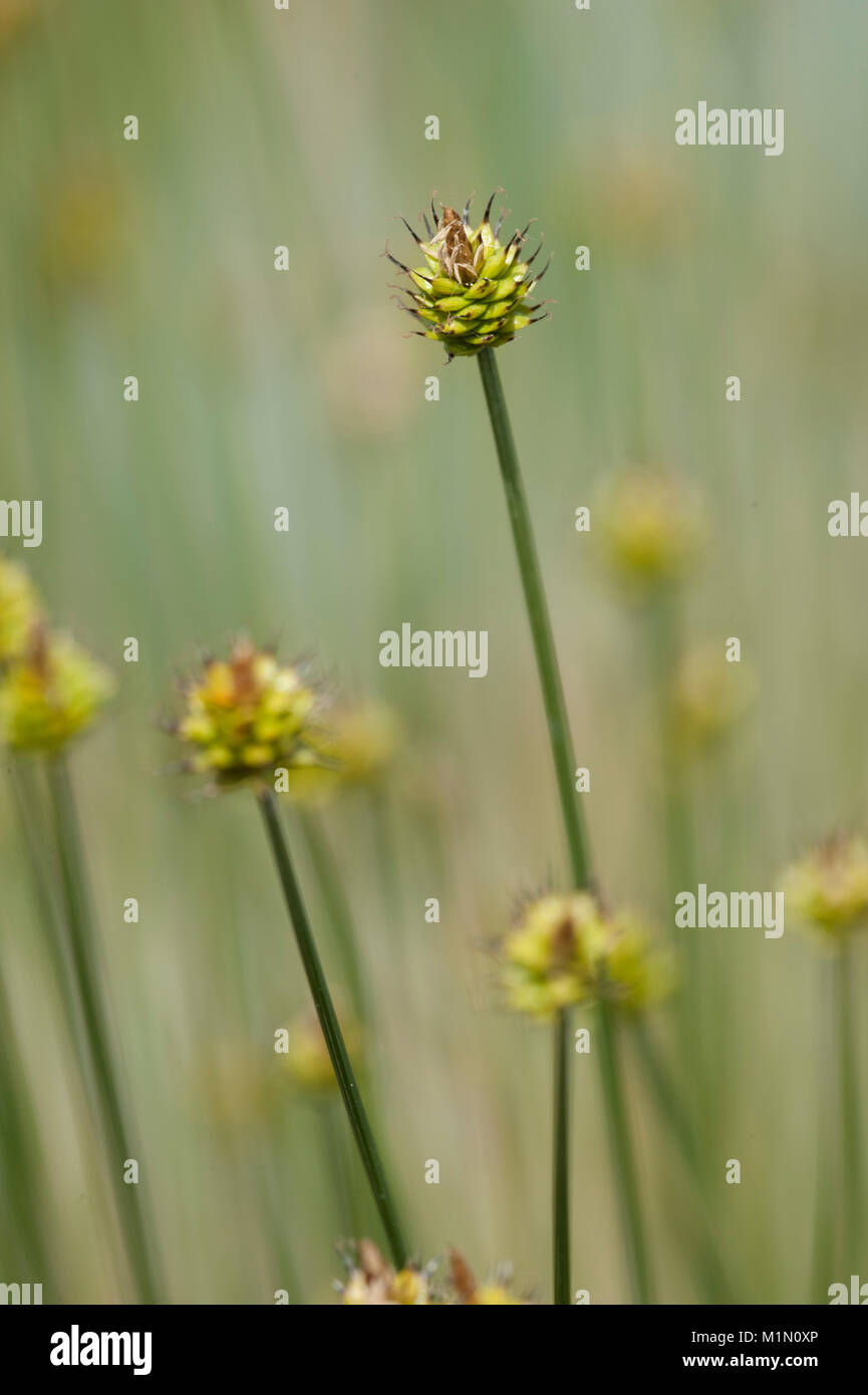 Carex capitata, Kopf-Segge, Capitate Segge Stockfoto