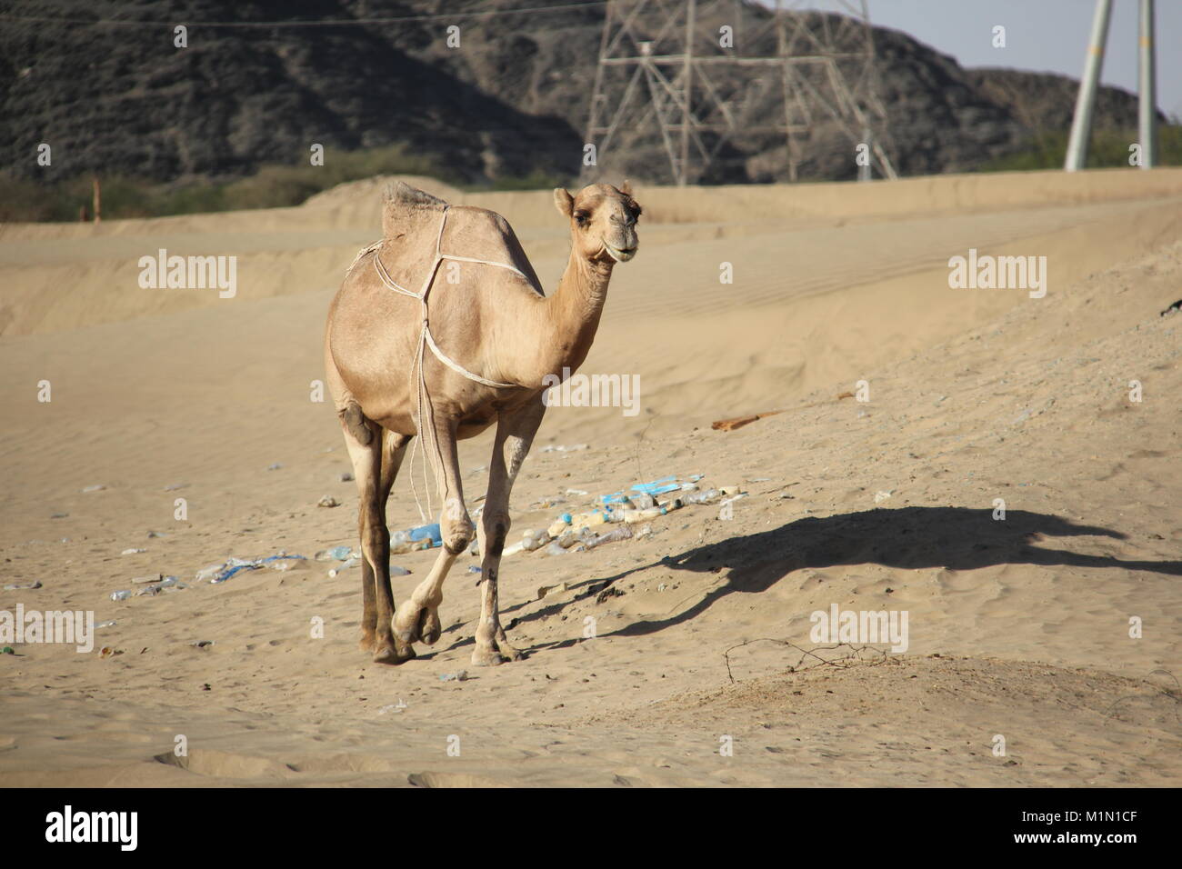 Kamel in der Wüste in der Nähe der Farm in Mekka. Stockfoto
