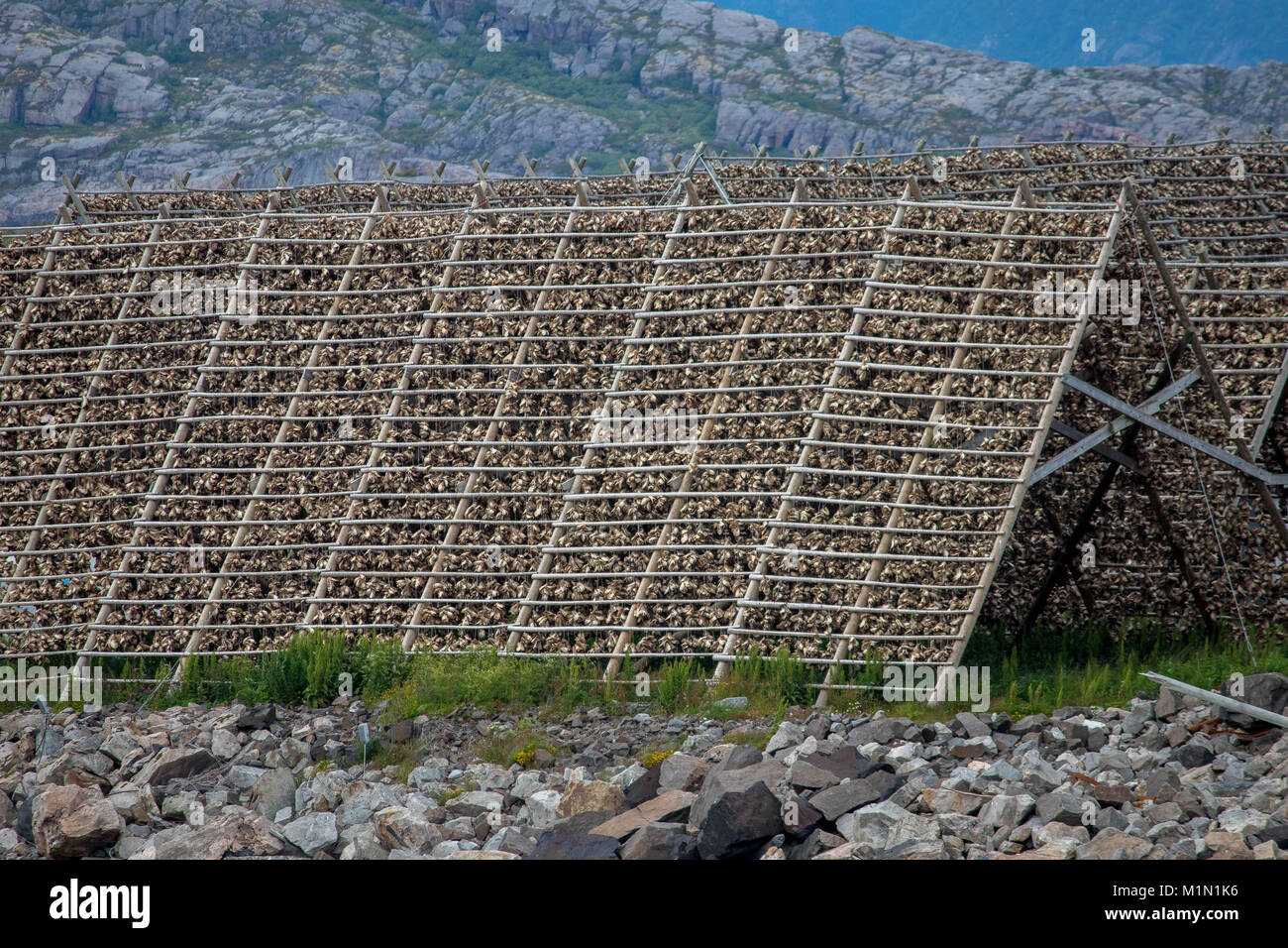 Gestelle für die Trocknung von Stockfisch in der Stadt Svolvaer in Nordland County, Norwegen. Stockfoto