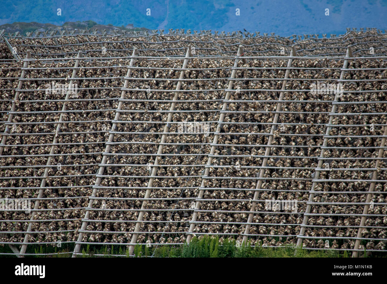 Gestelle für die Trocknung von Stockfisch in der Stadt Svolvaer in Nordland County, Norwegen. Stockfoto