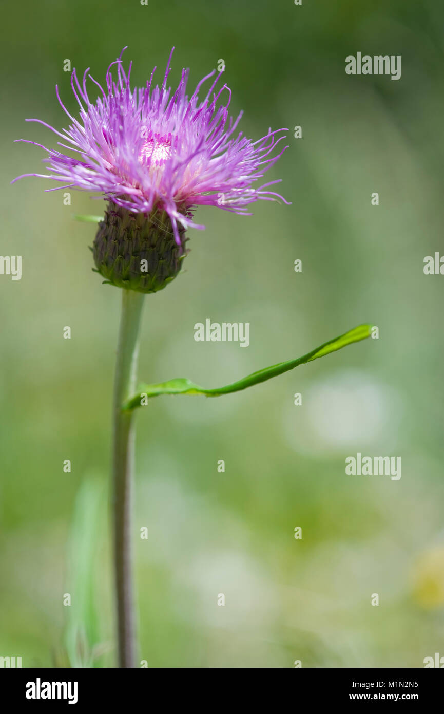 Kratzdistel Cirsium heterophyllum, Verschiedenblaettrige, Melancholie thistle Stockfoto