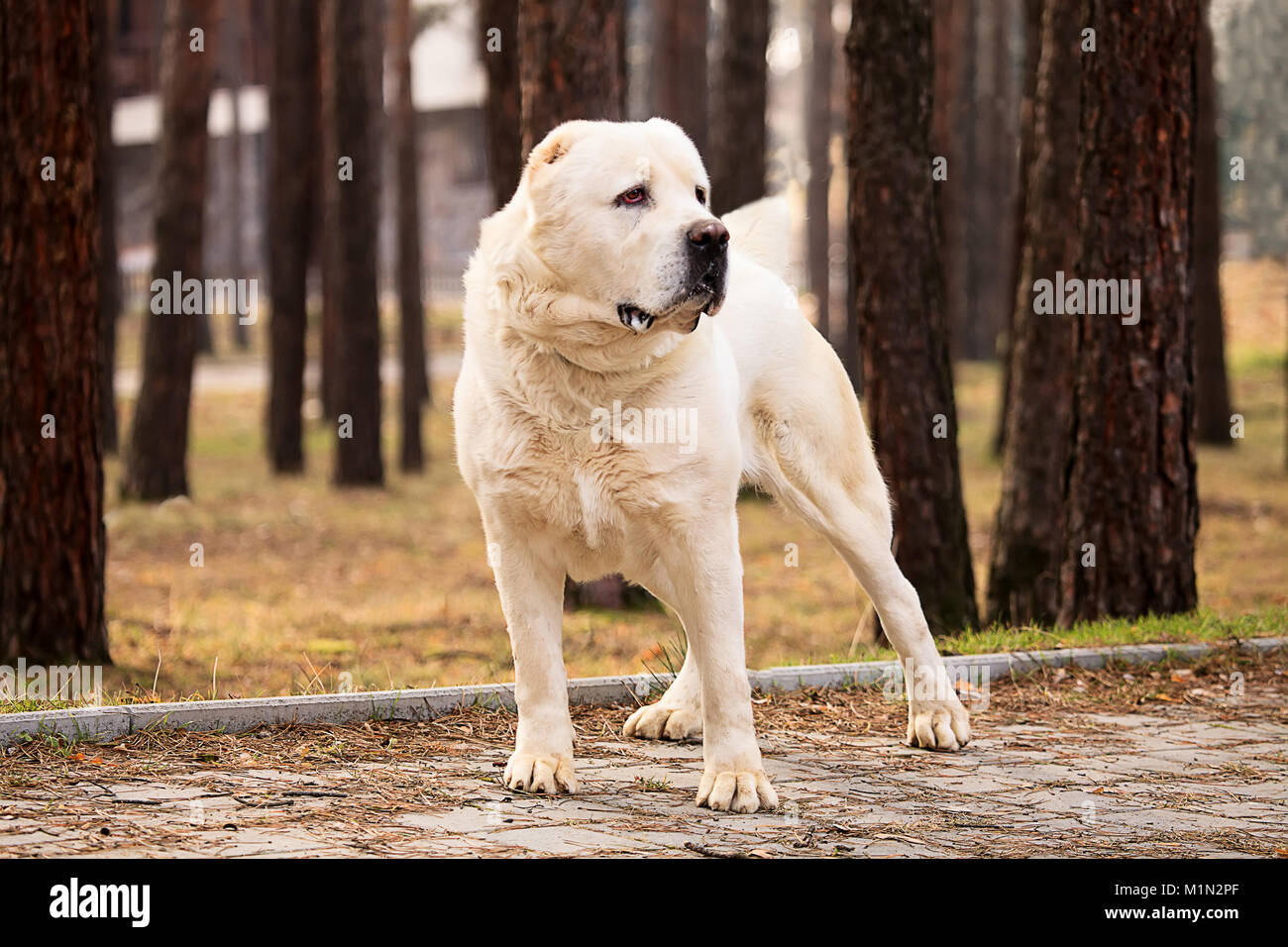 Big Alabai Hund Im Herbst Park Stockfotografie Alamy