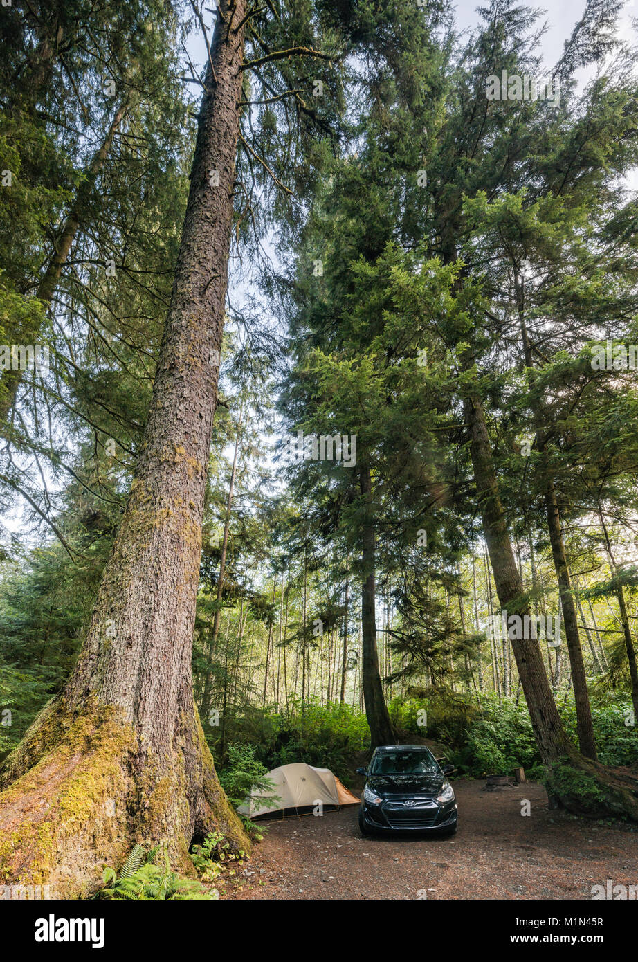 Douglas Fir Tree in gemäßigten Regenwald, über Campingplatz am Quatse River Campground in Port Hardy, North Vancouver Island, British Columbia, Kanada Stockfoto