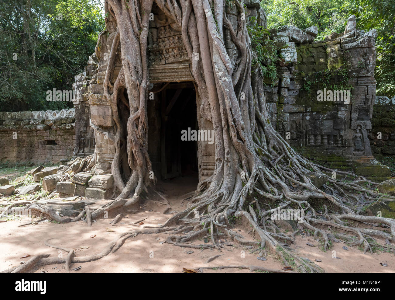 Dritten östlichen gopura mit würgefeige bei Ta Som Tempel Angkor, Kambodscha Stockfoto