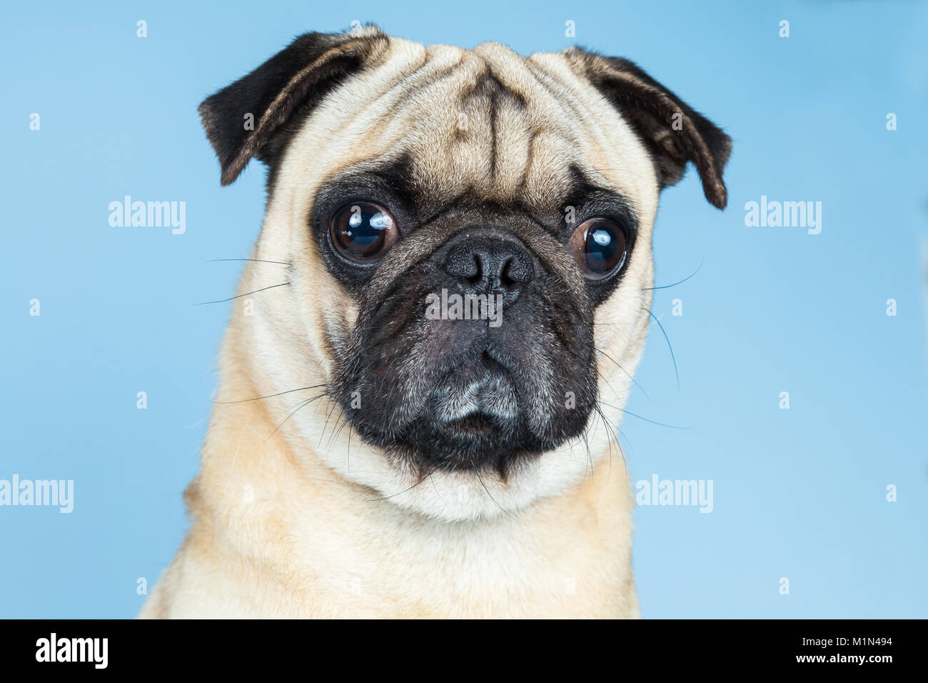 Ein süßes Rehkitz pug in die Kamera schaut, in einem blauen Hintergrund. Stockfoto